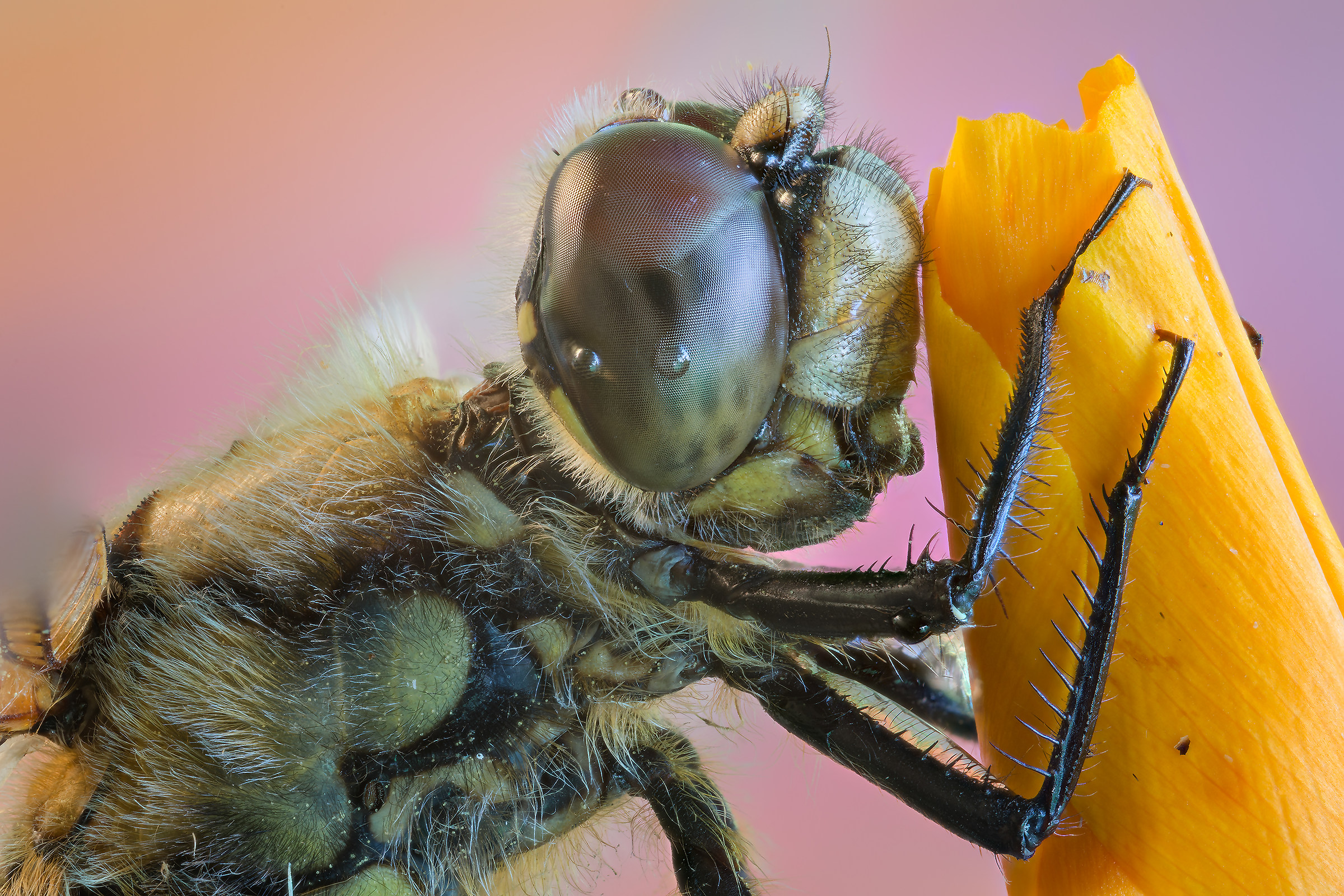 Perfect Eye Geometries