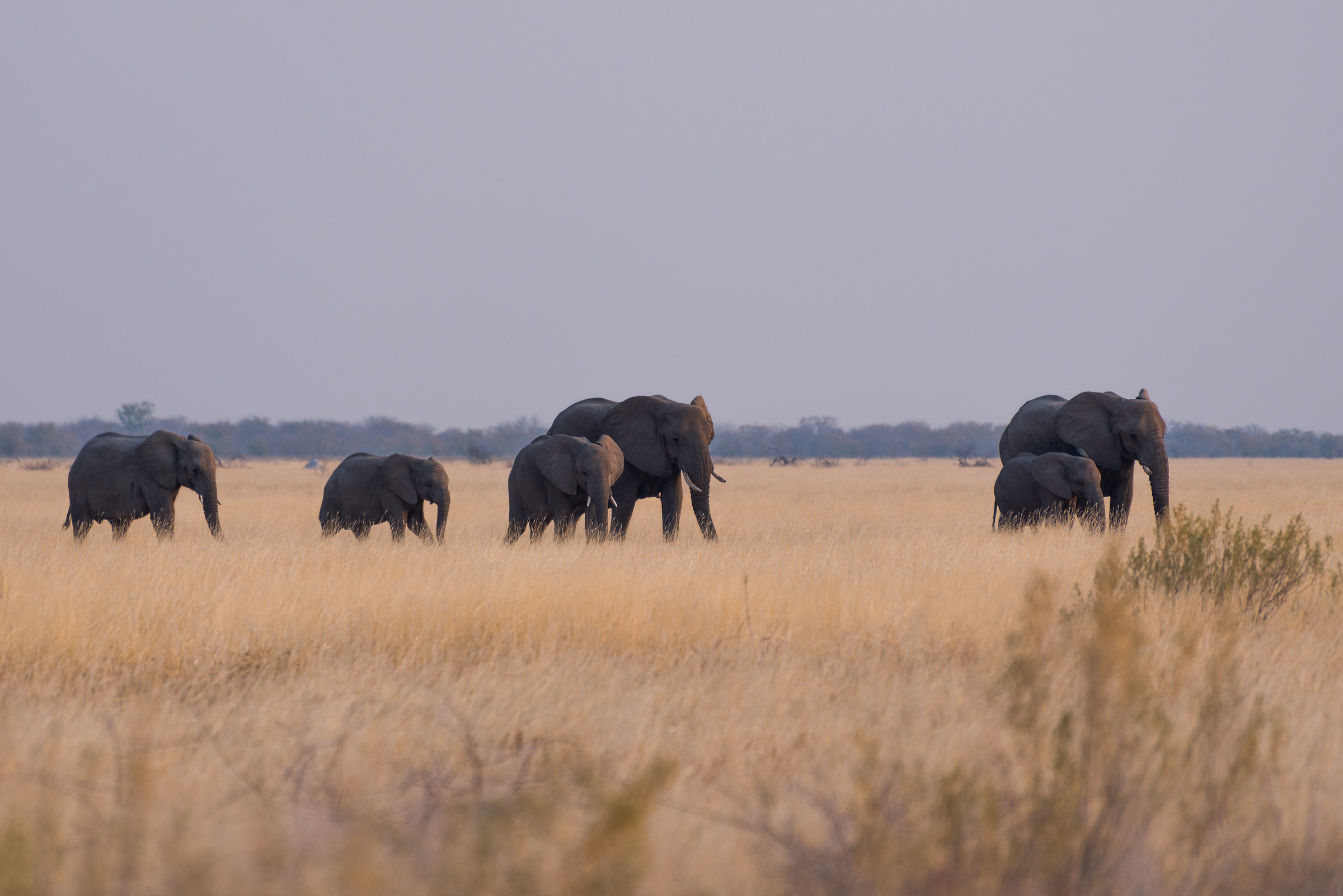 Etosha