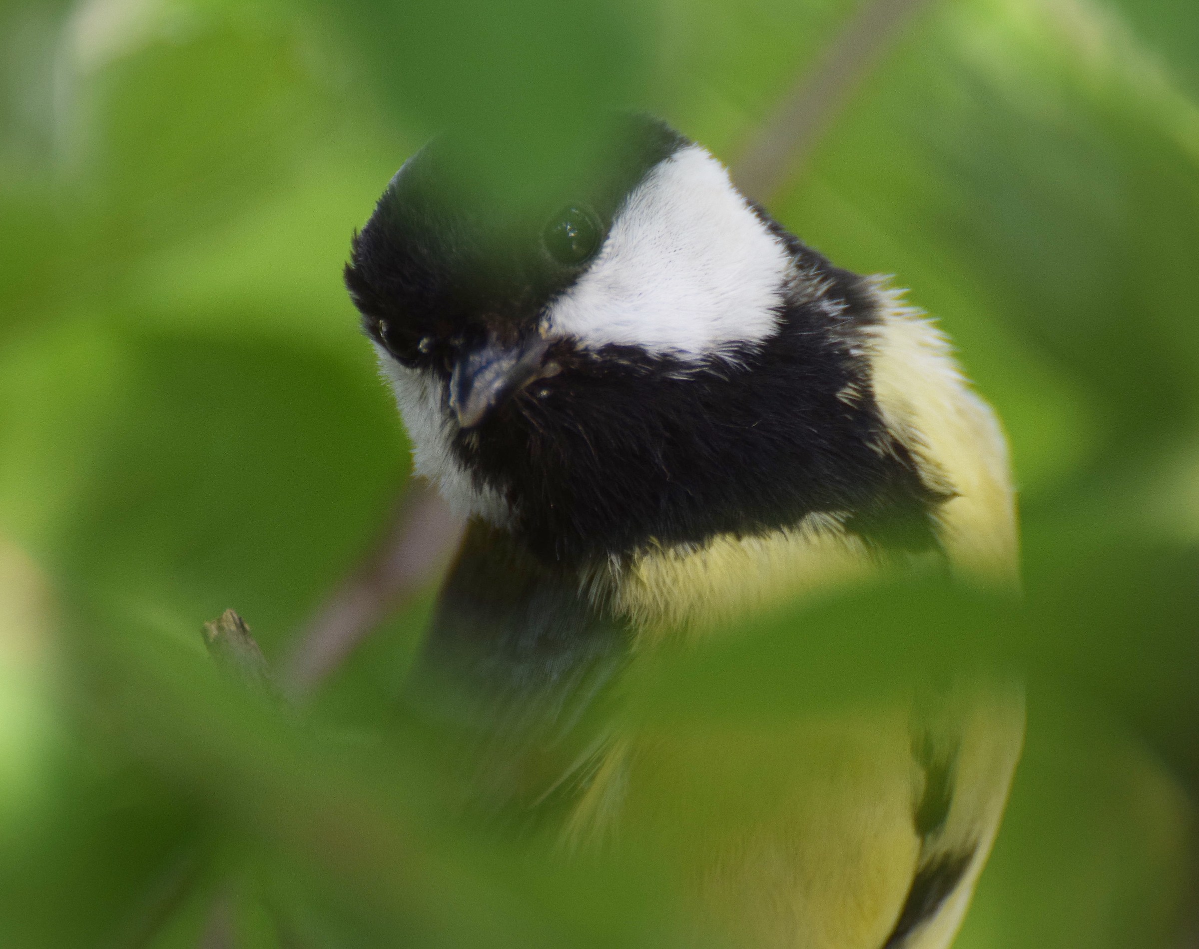 Titmouse (Crested Major)