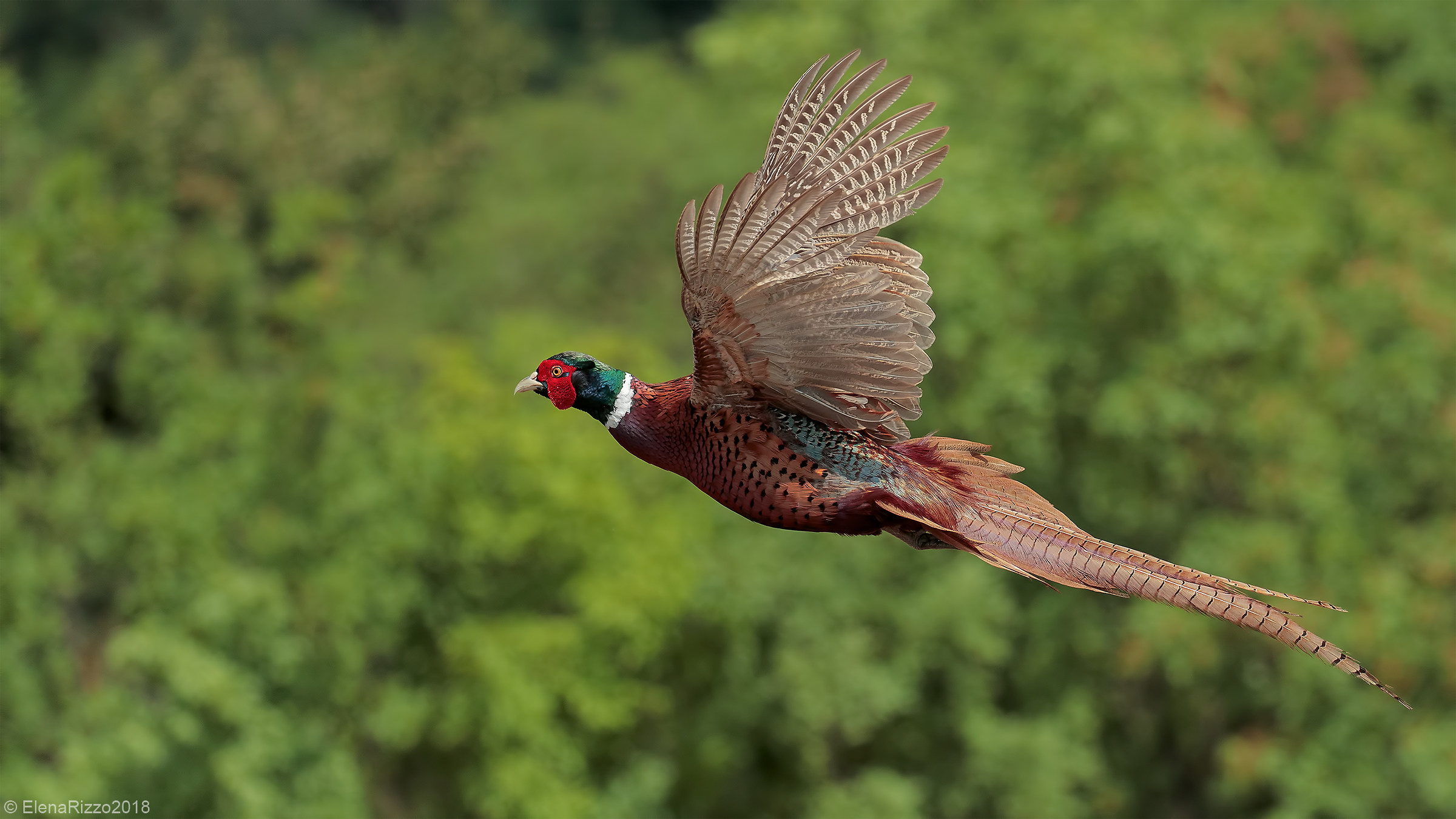 Common Pheasant