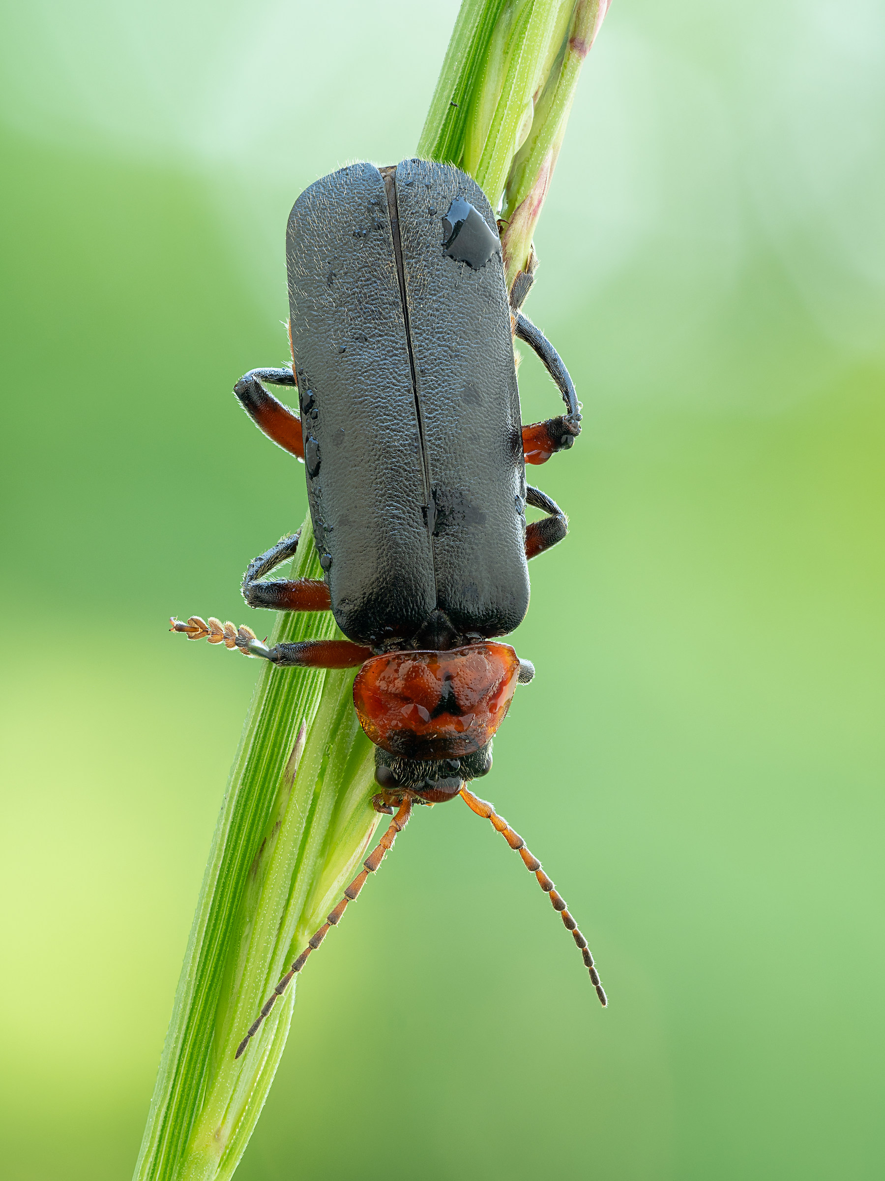 Cantharis rustica