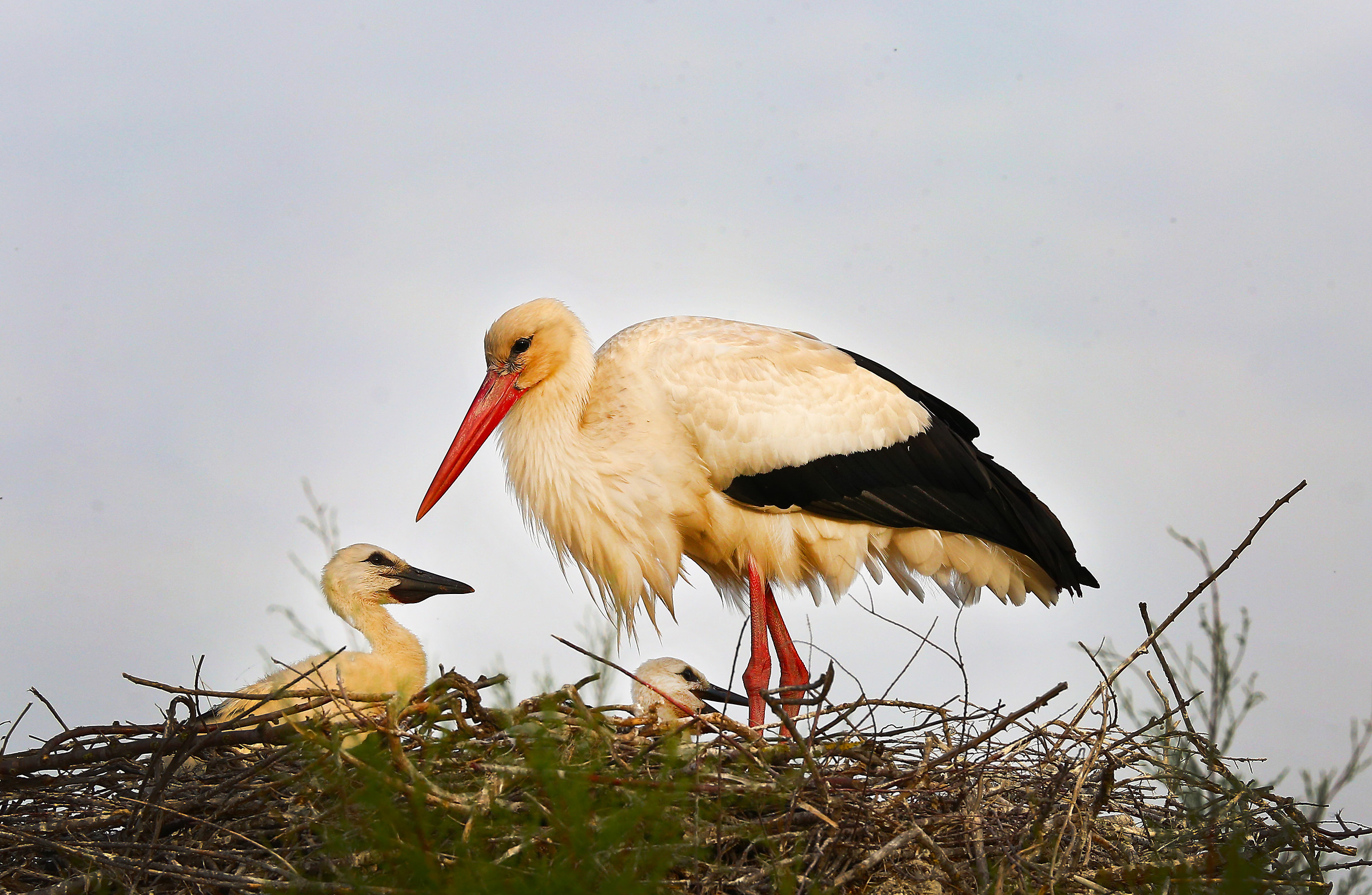 Storks