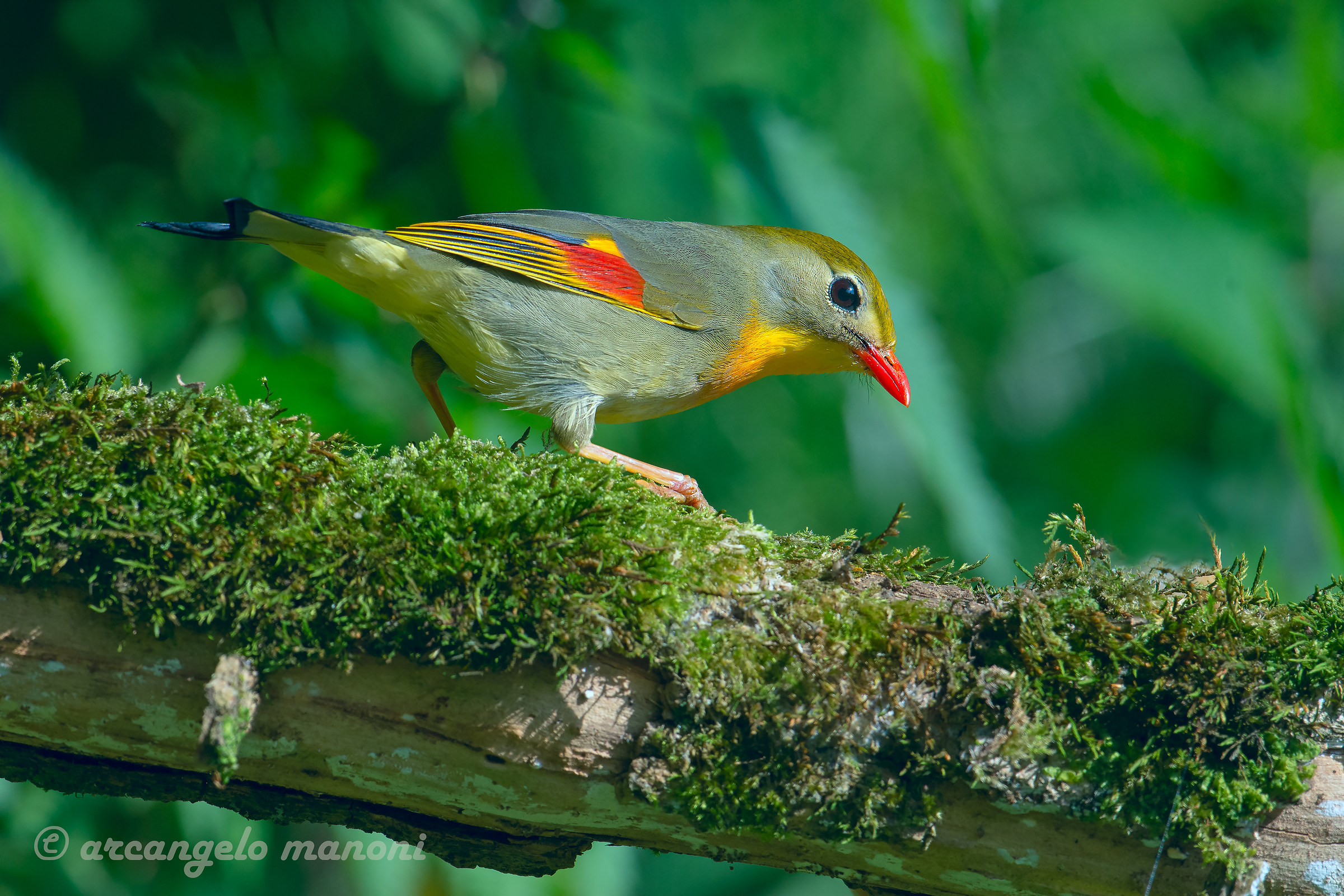 The Elf of the Woods