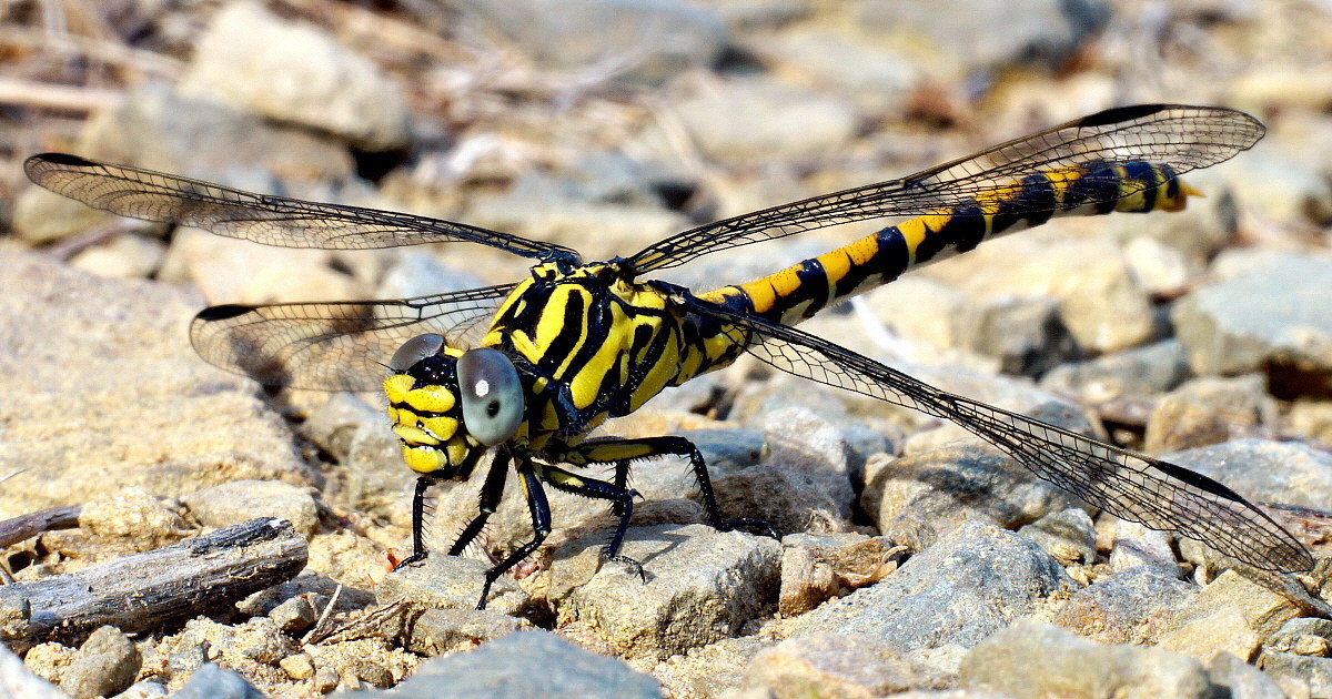 Massi ' I'll get the chopper!