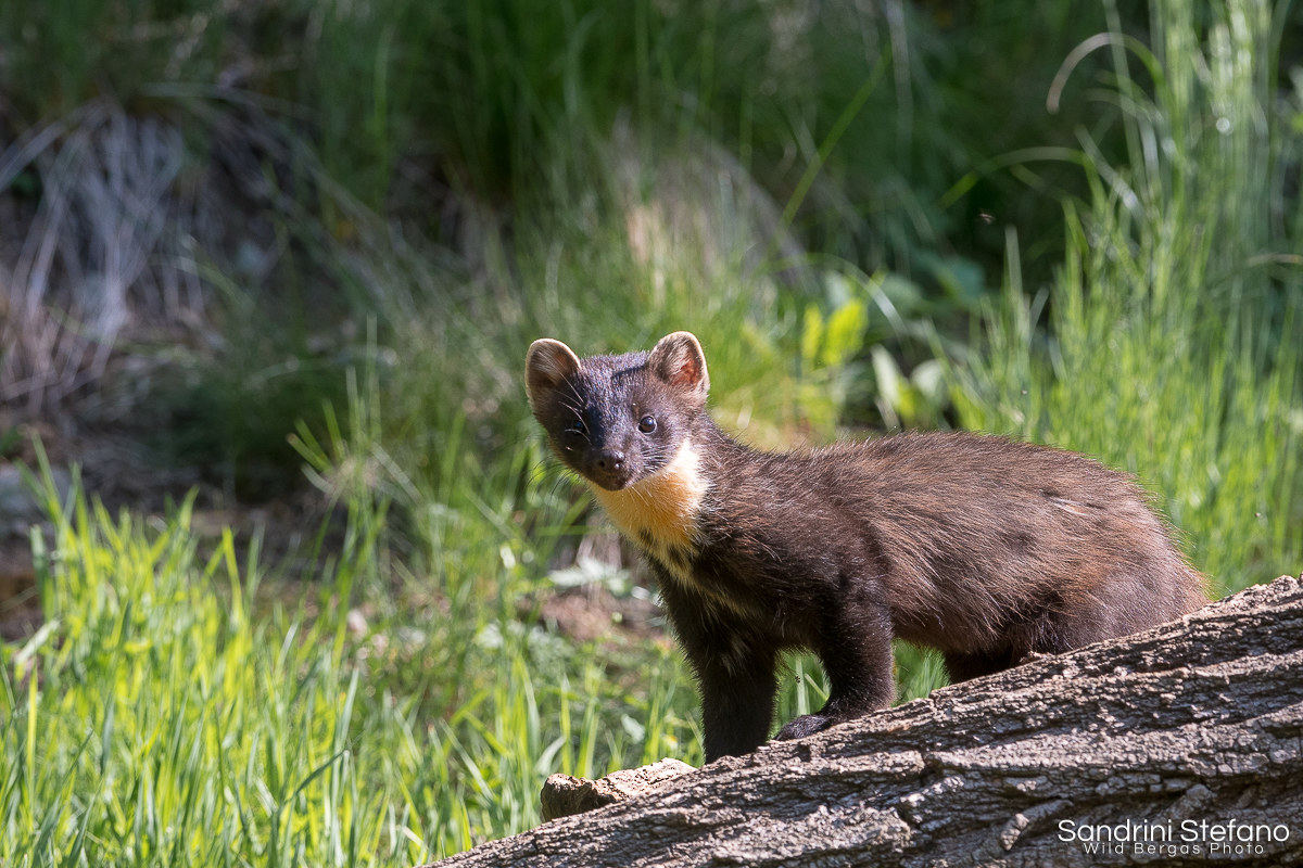Marten