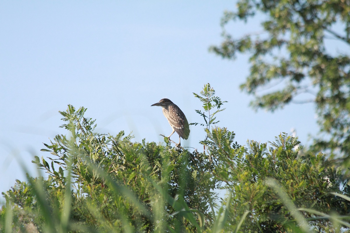 young night heron