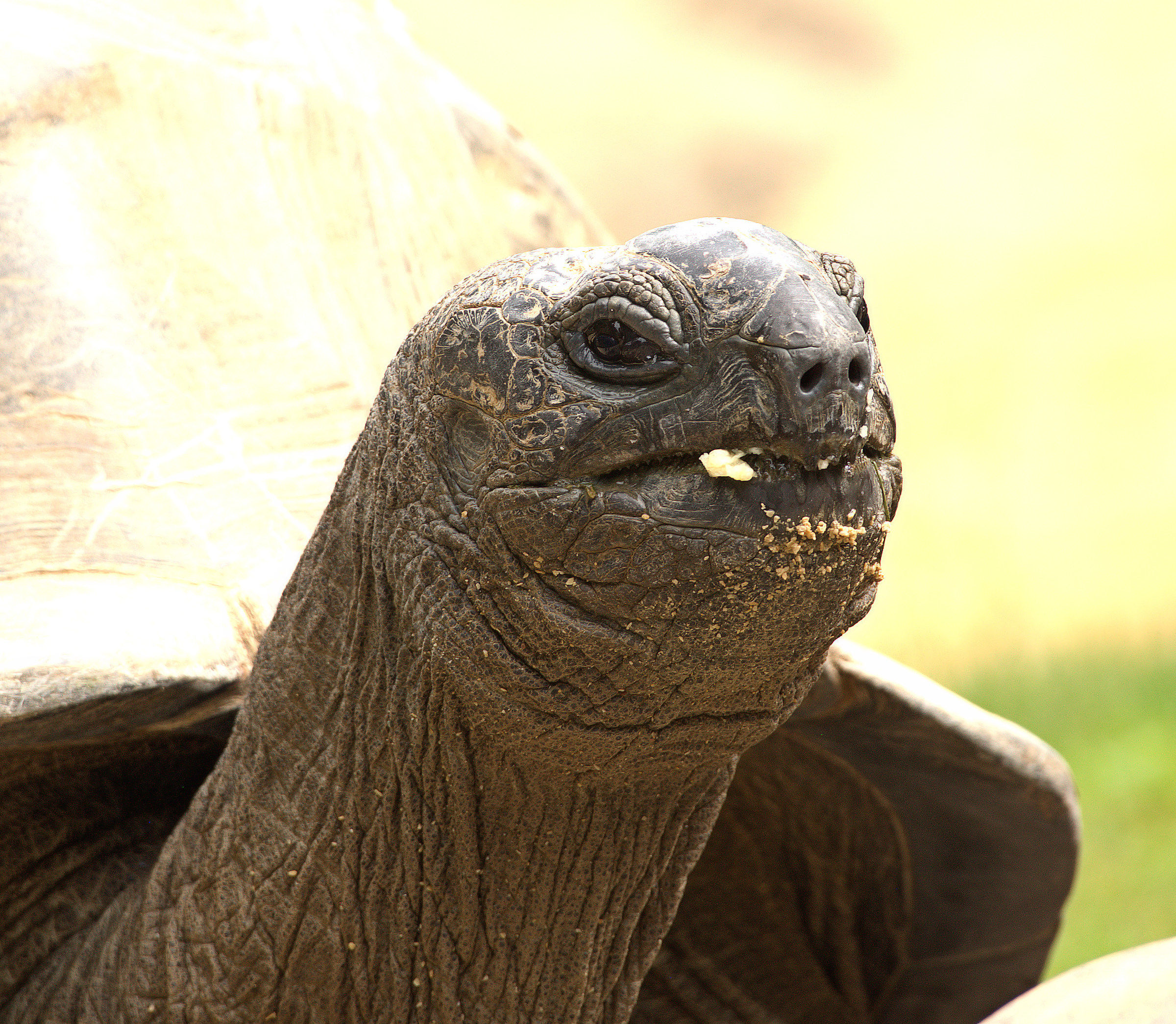 Giant Turtle Portrait