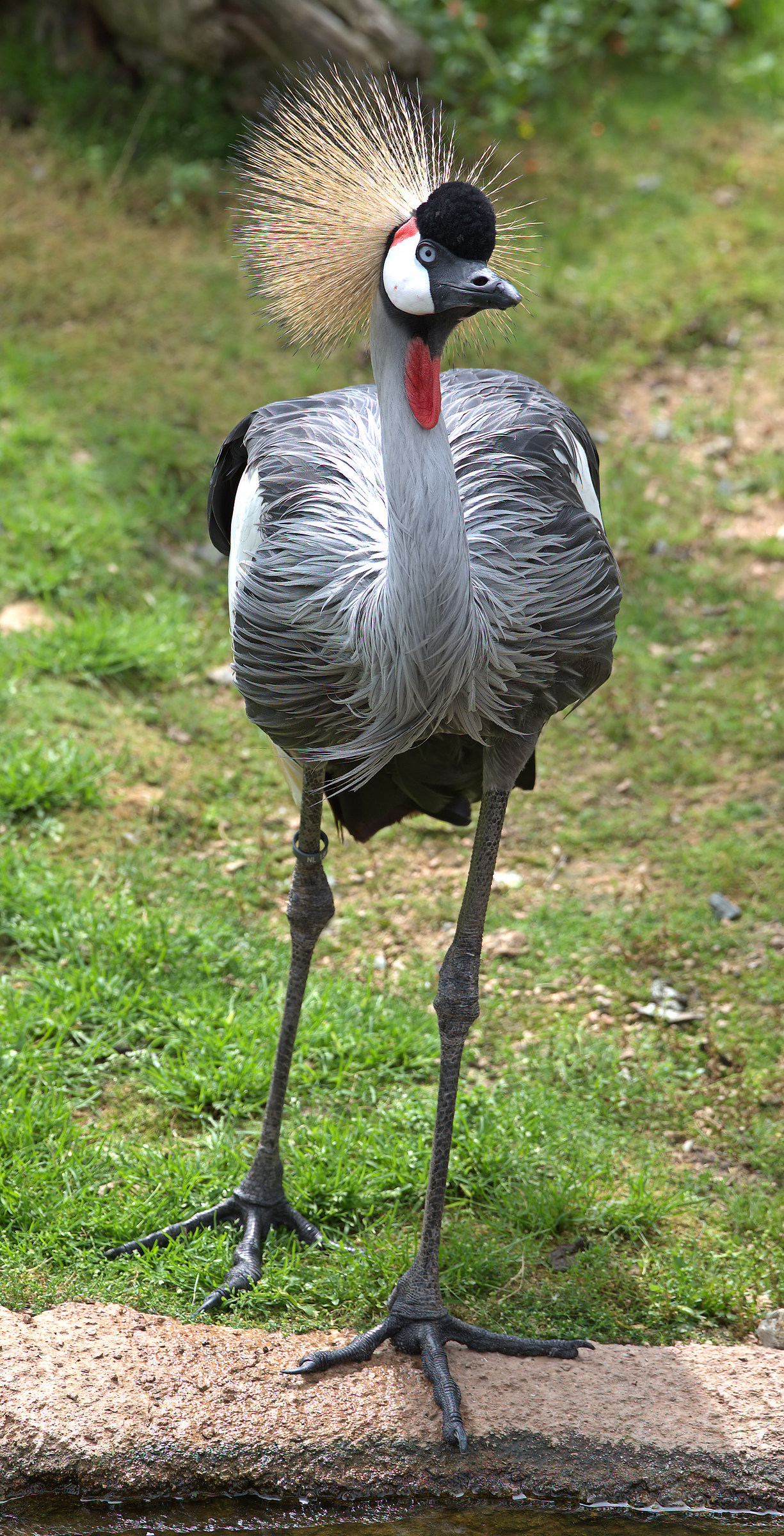 Crowned Crane