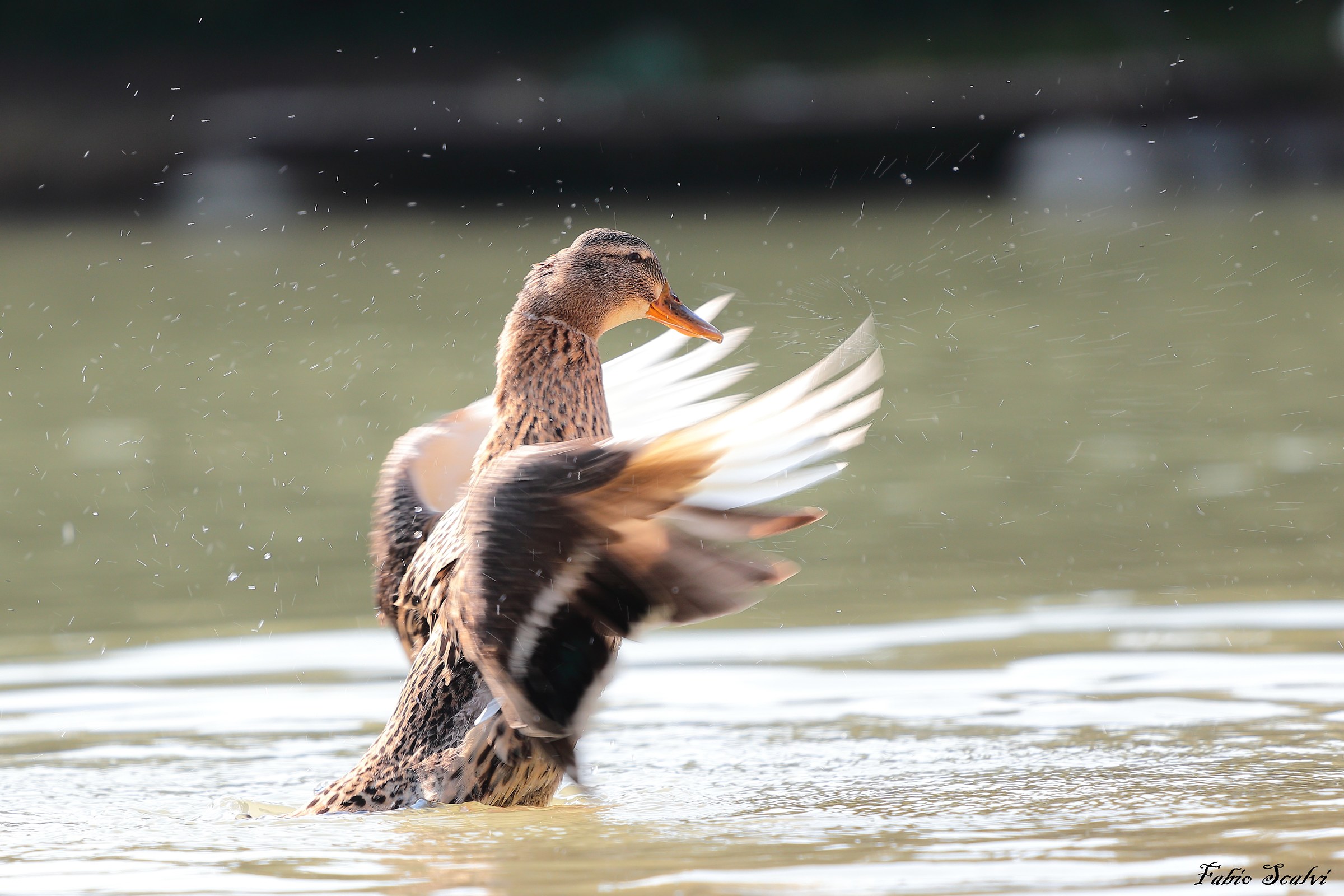 Mallard Female
