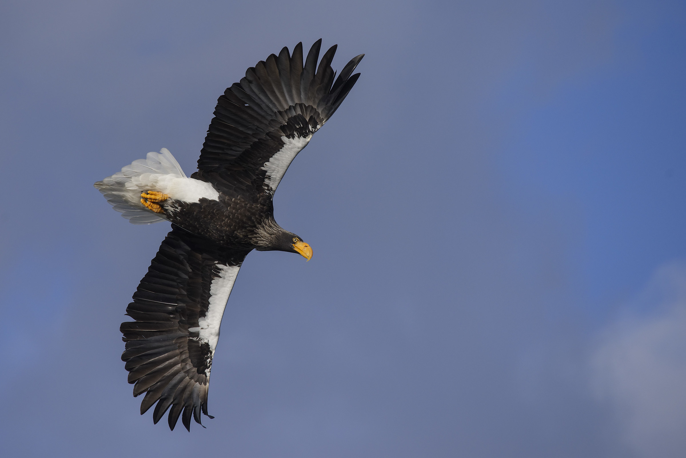 aquila di steller ll