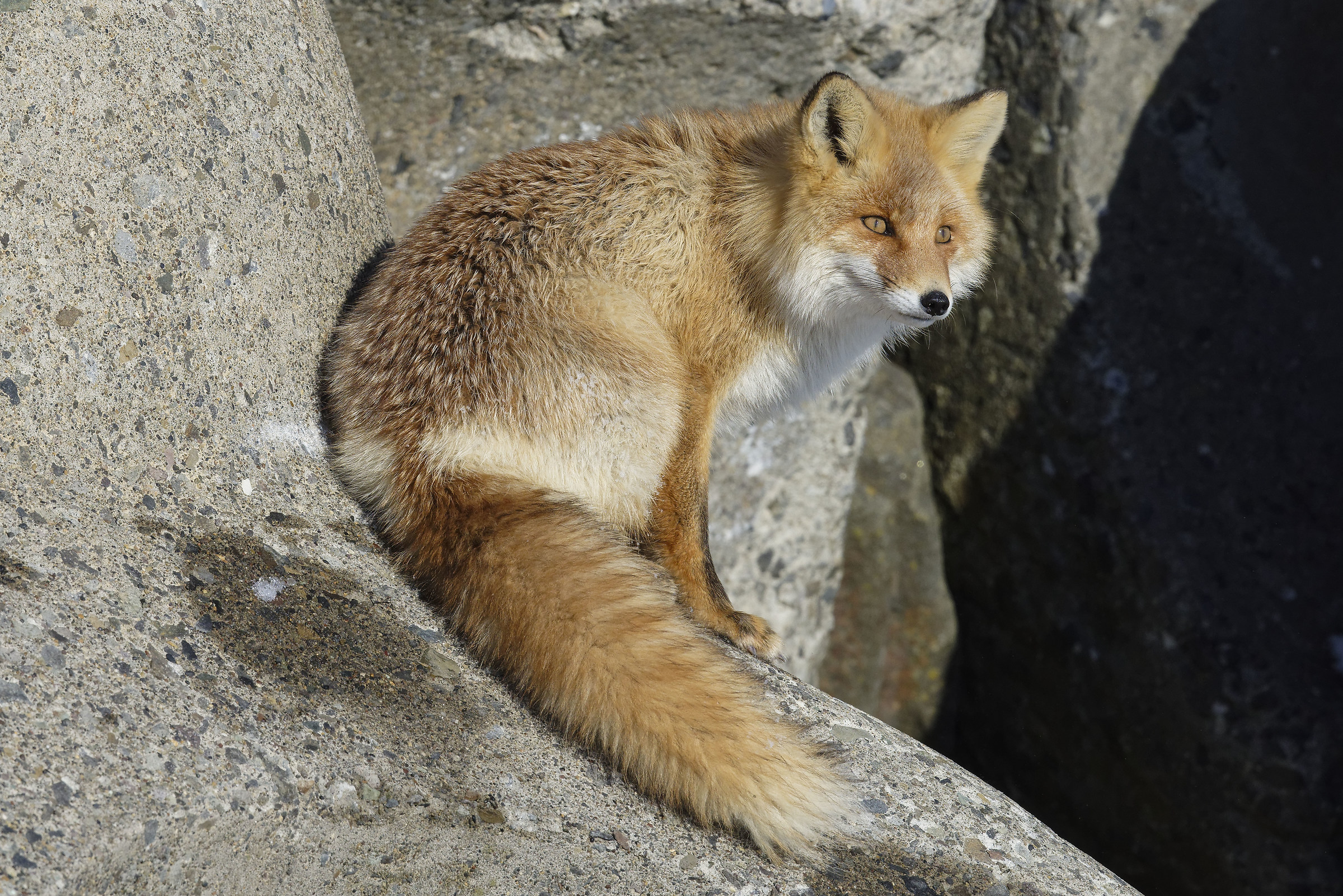 Hokkaido Fox