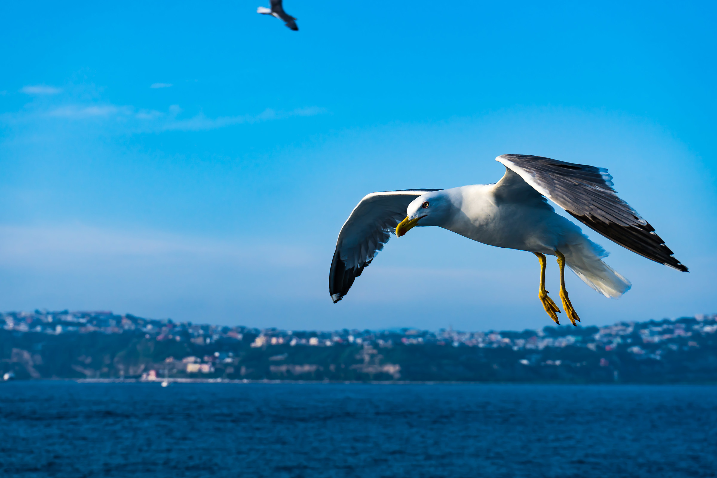 The Seagull of Ischia