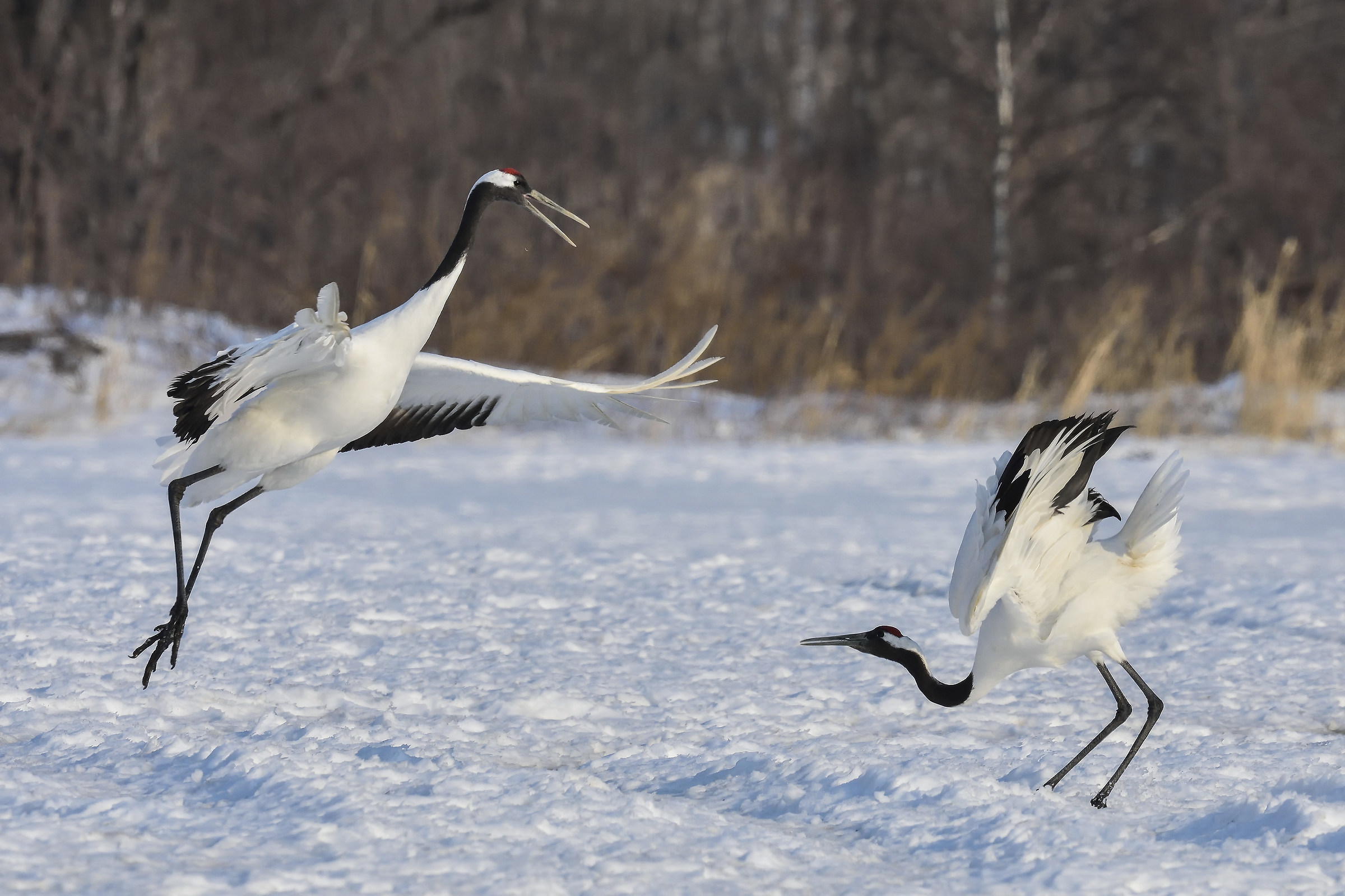 Manchurian Crane in Courtship