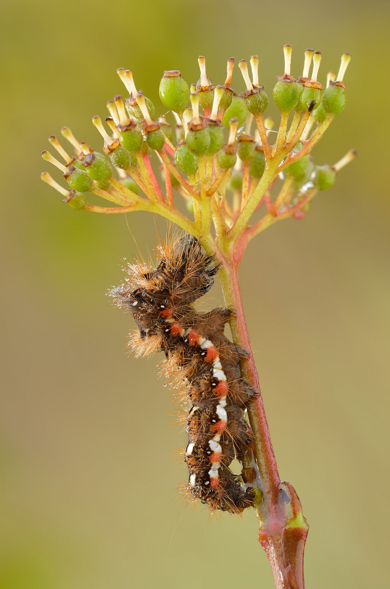 Con il candelabro...