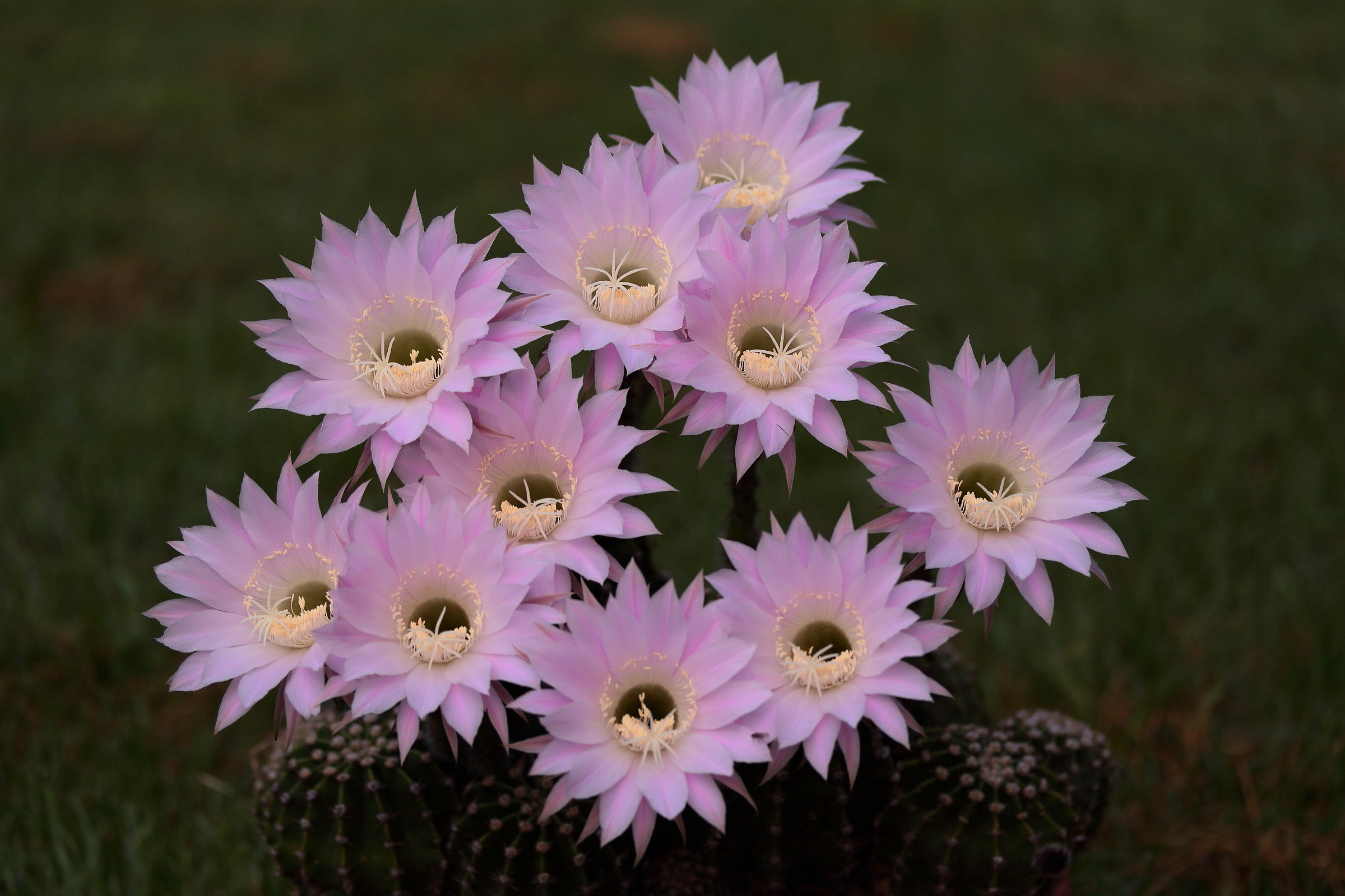 The ephemeral flowers of the succulent plants