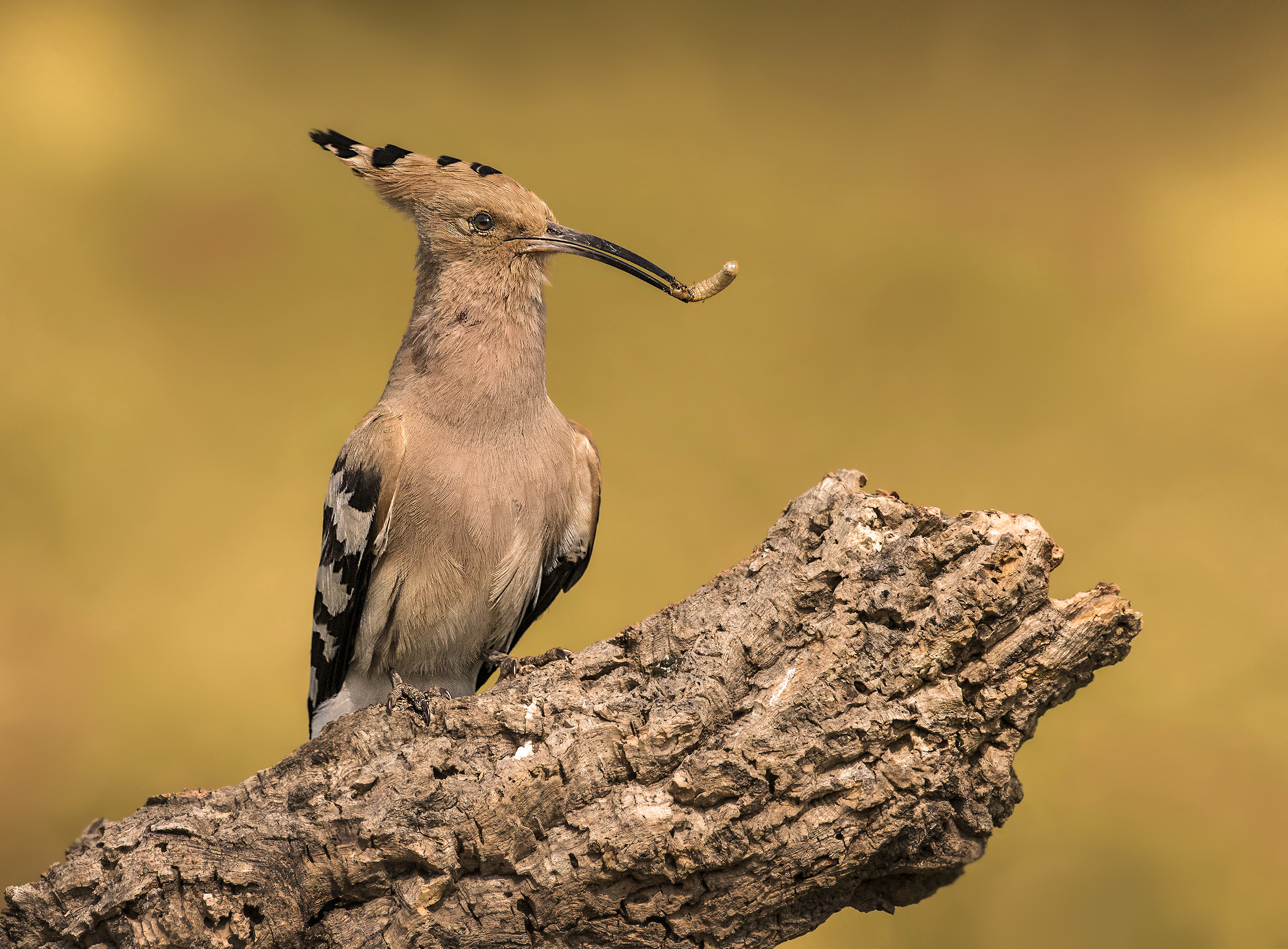 Hoopoe