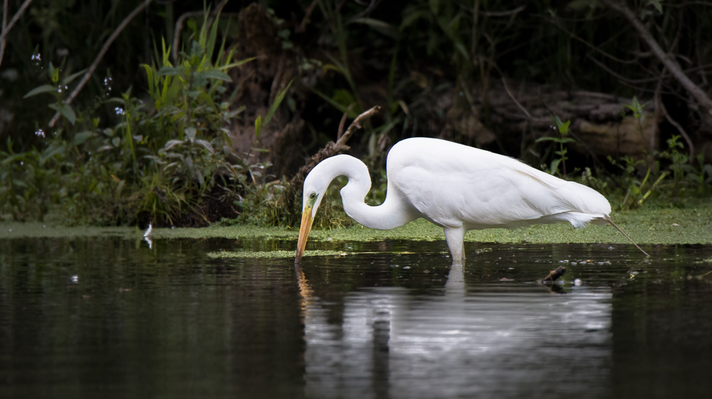 Airone Bianco Maggiore