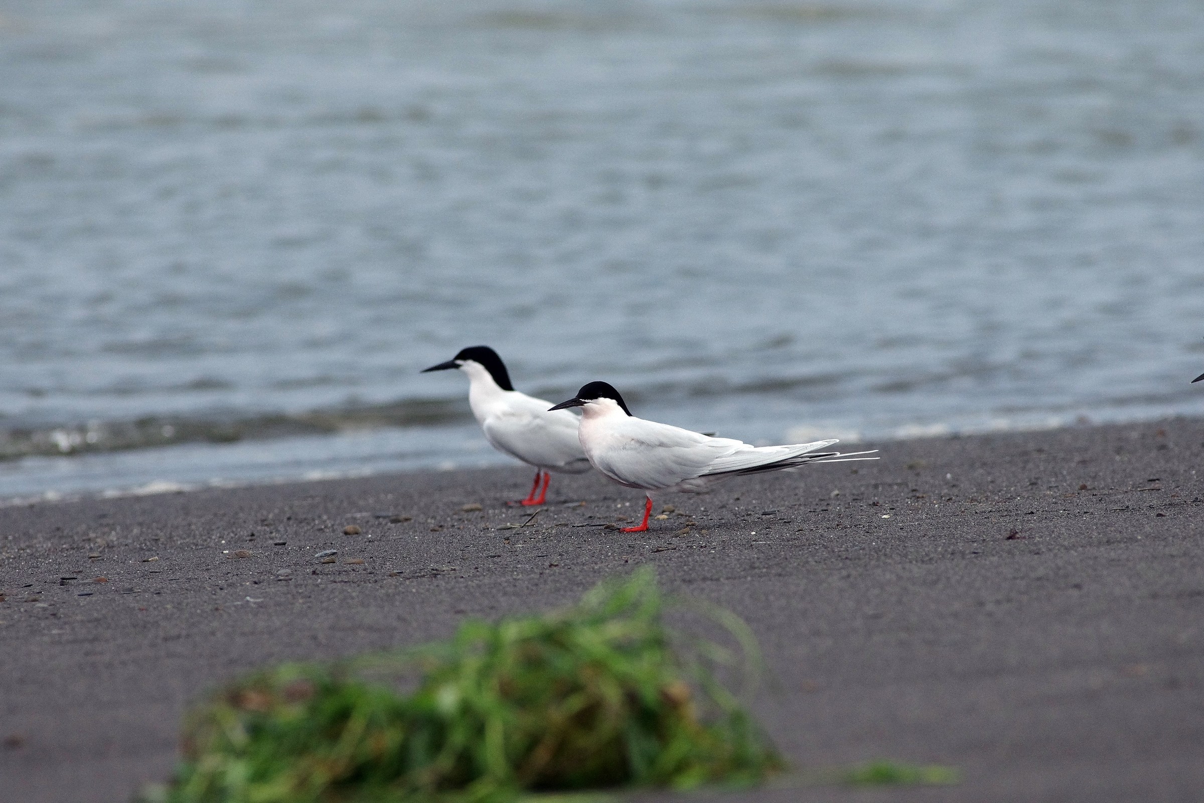 Roseate Tern