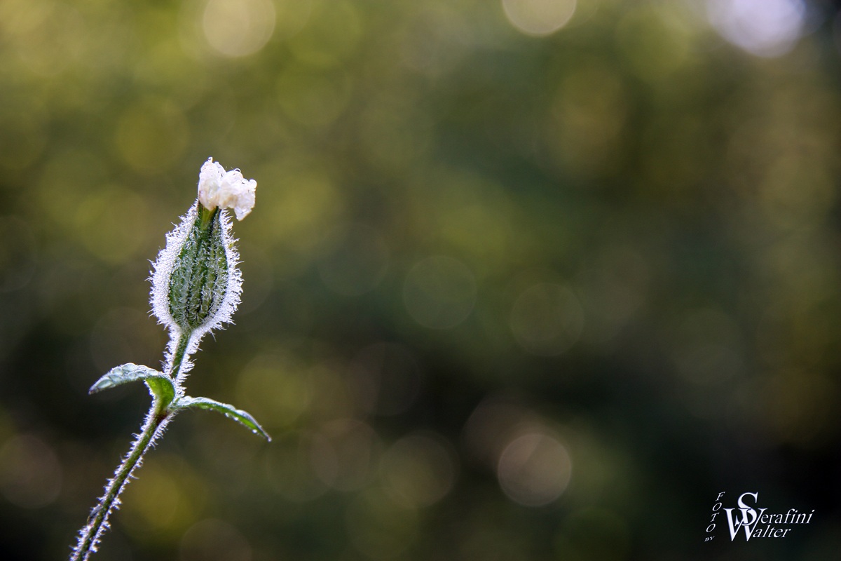 Bocciolo con rugiada