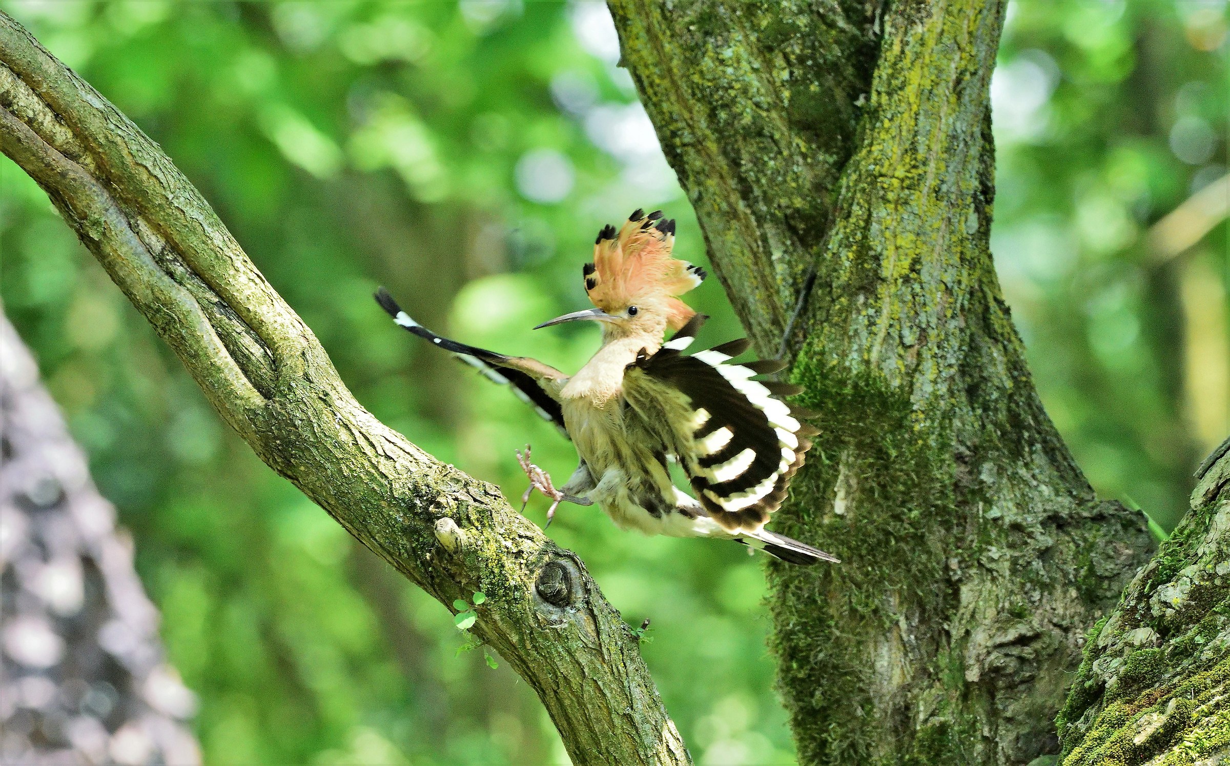 Hoopoe