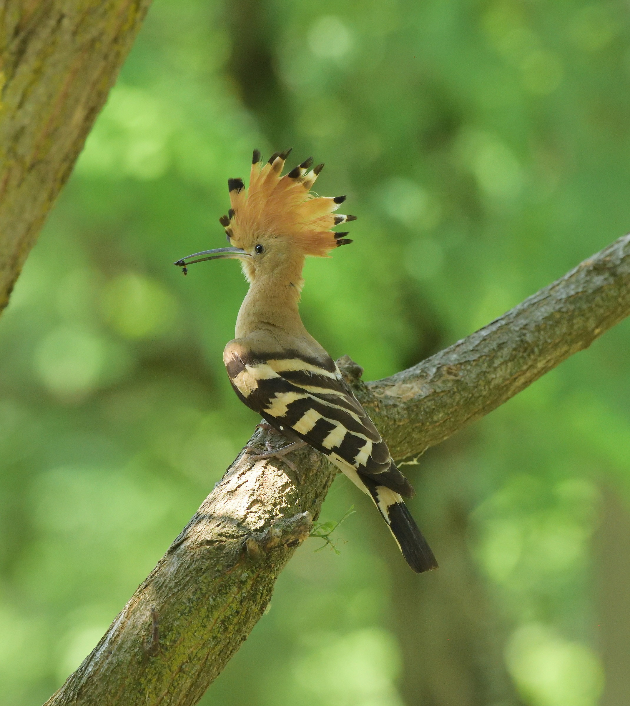 Hoopoe
