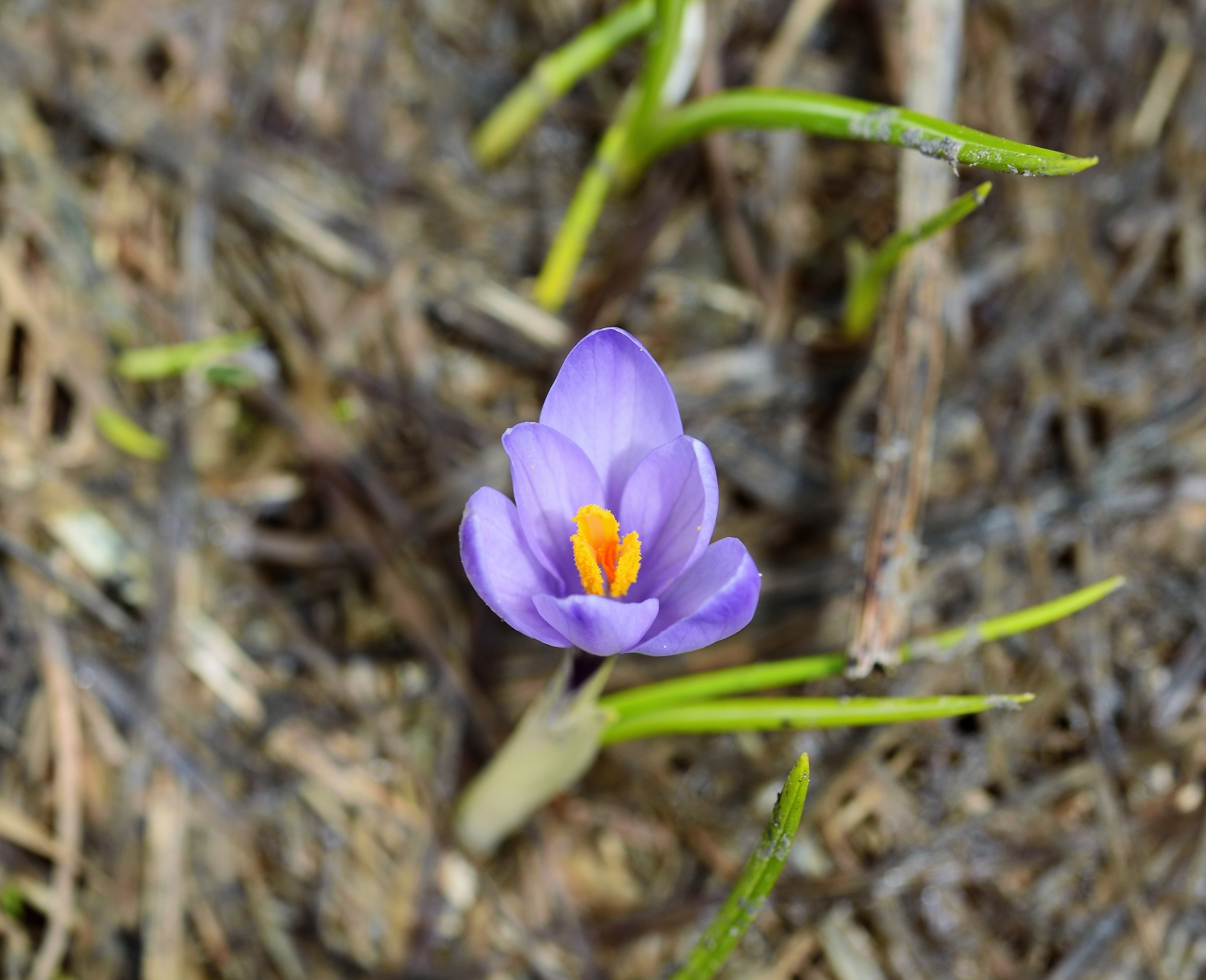 Crocus
