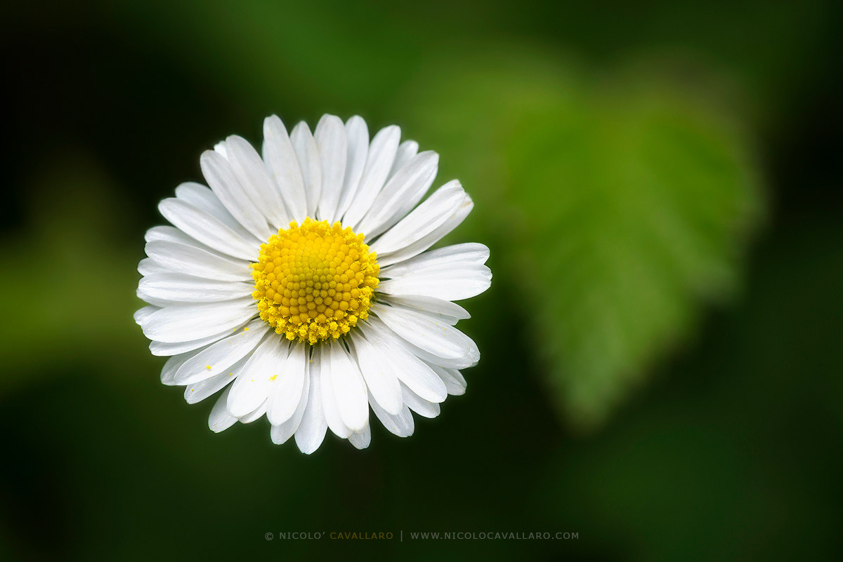 Piccoli gioielli della Natura