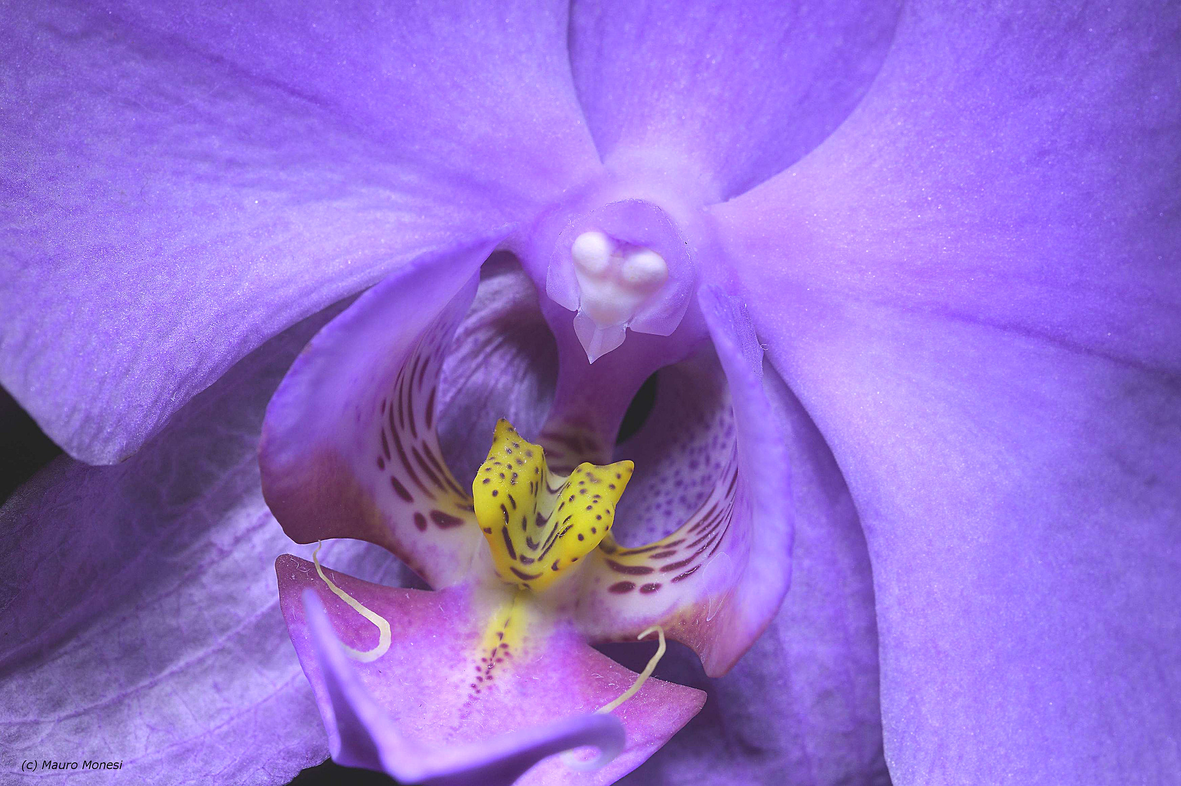 Nel cuore dell'orchidea