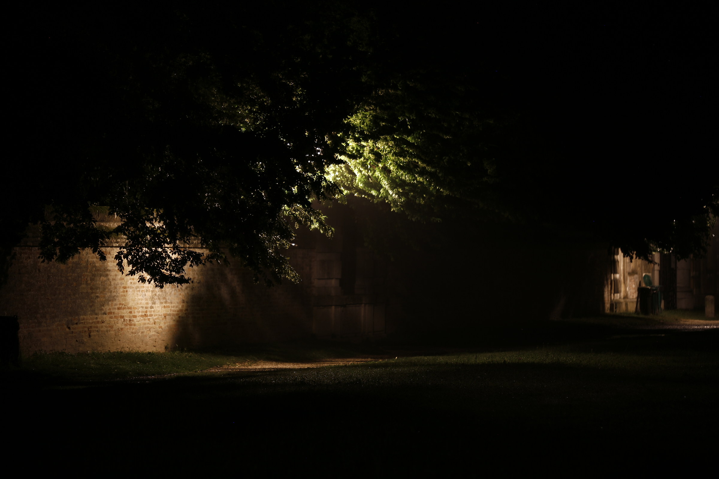 Street Lamp in the tree