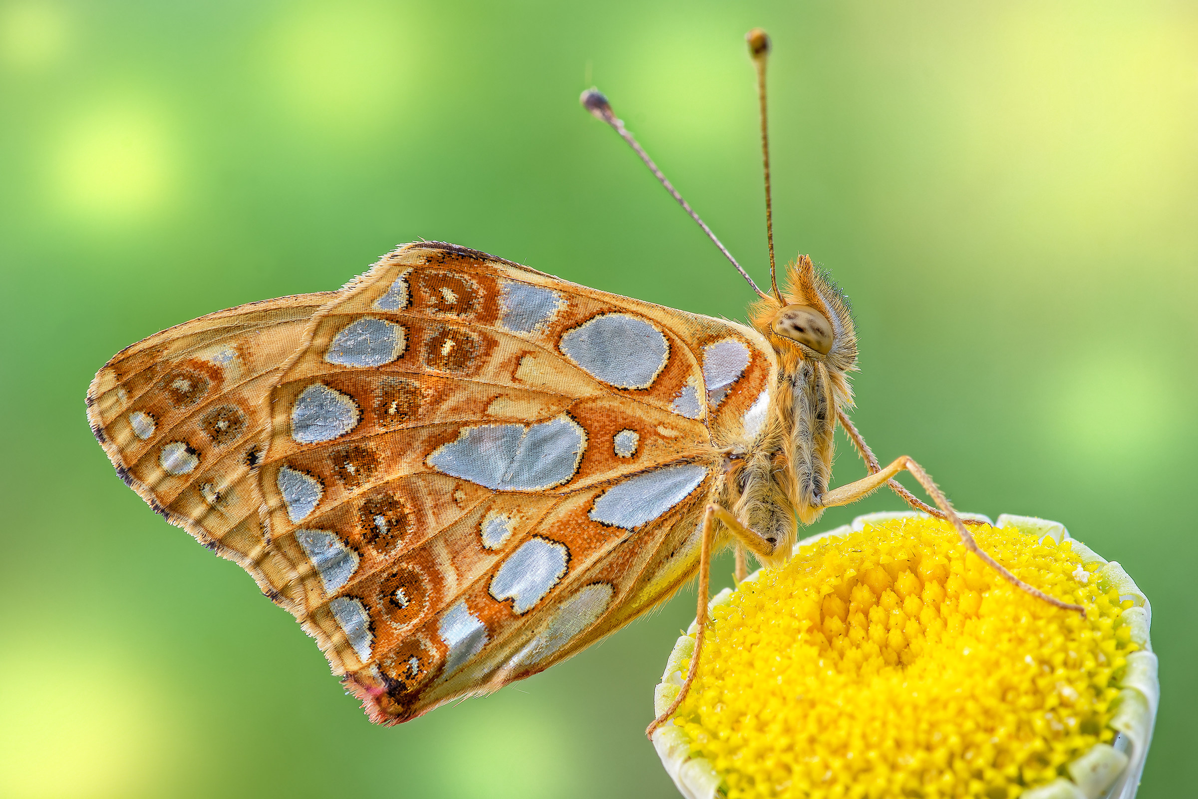 Issoria lathonia. (Linnaeus, 1758)