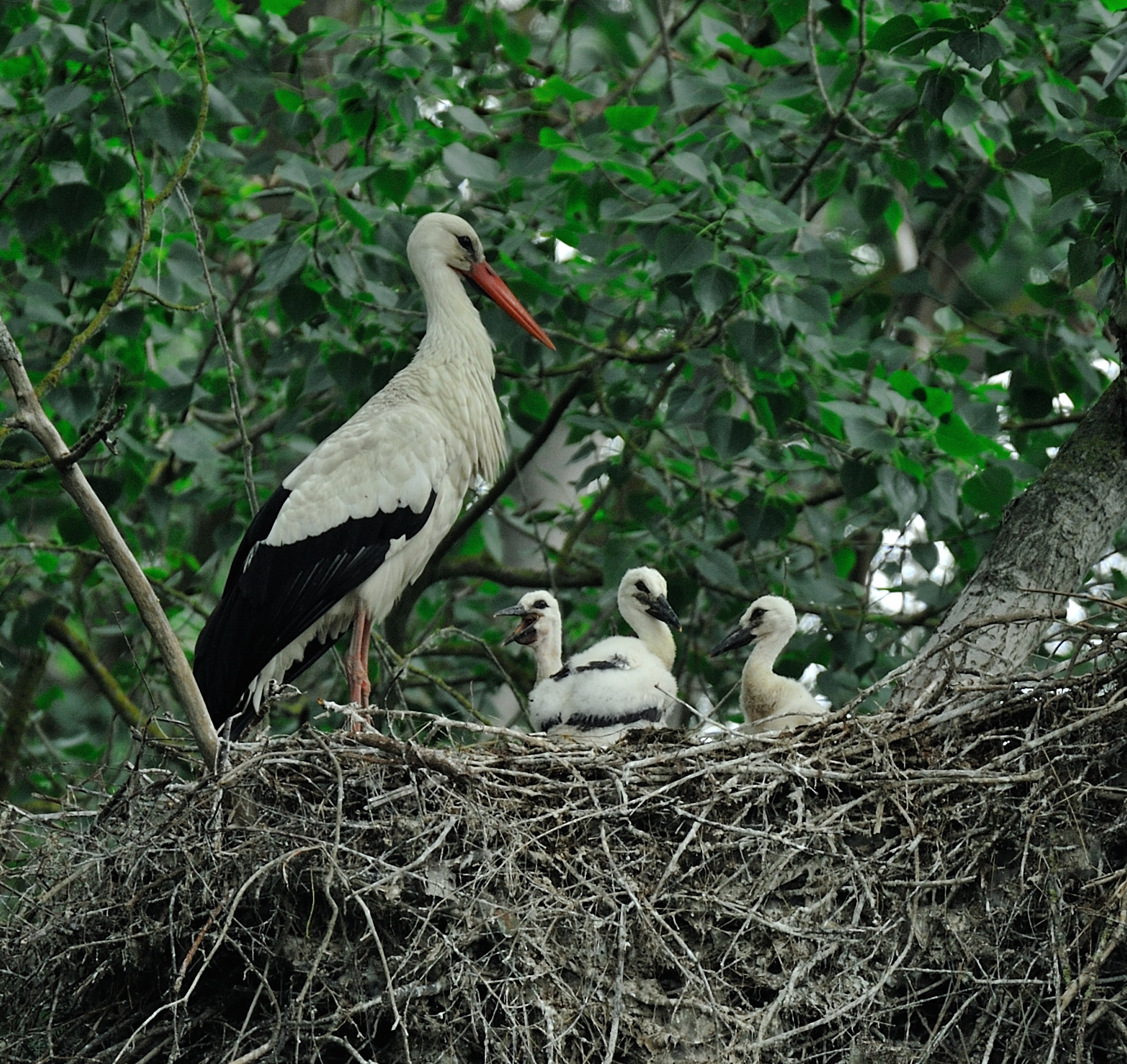 Cicogna sul nido ed i suoi pulli