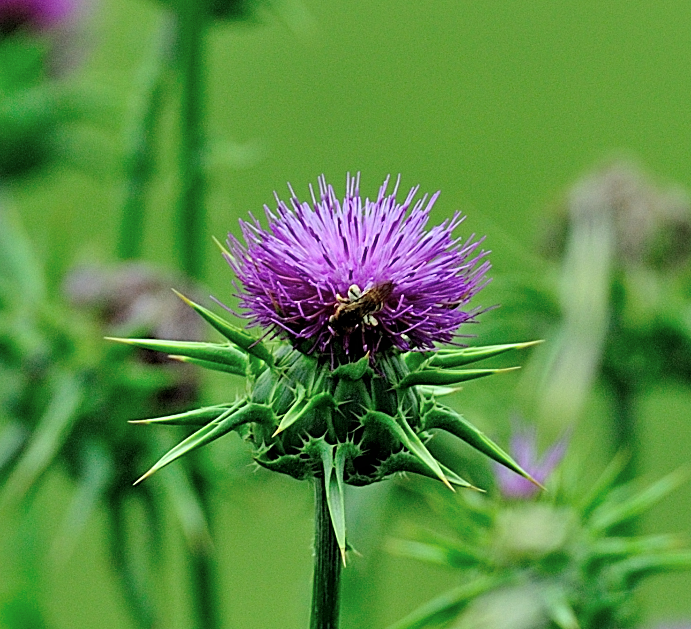 Ape,nettare e fiore di cardo