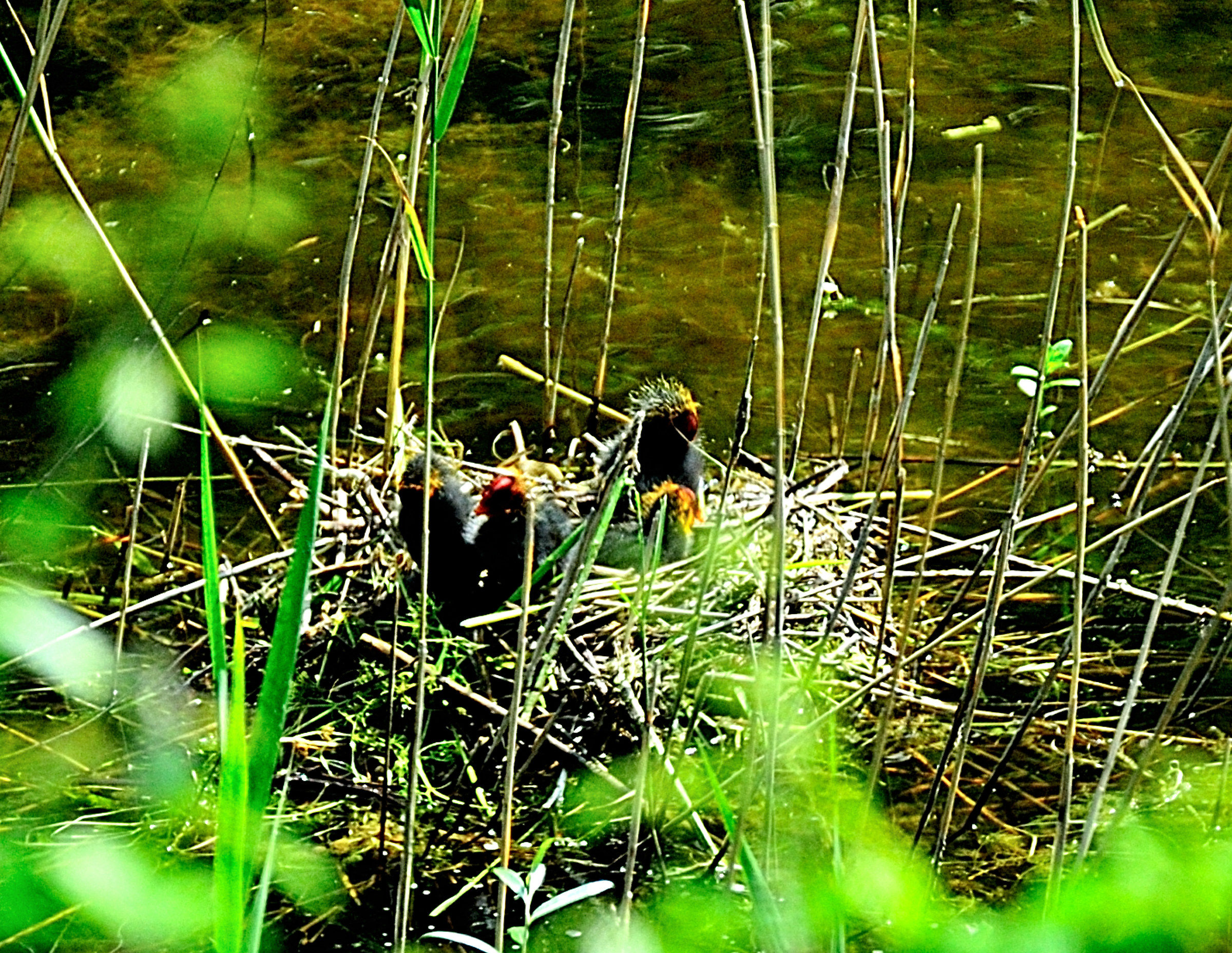 Pulli di folaga sul nido