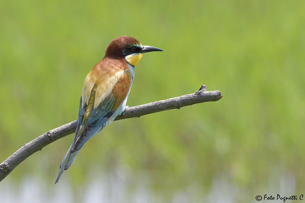 Bee-eater
