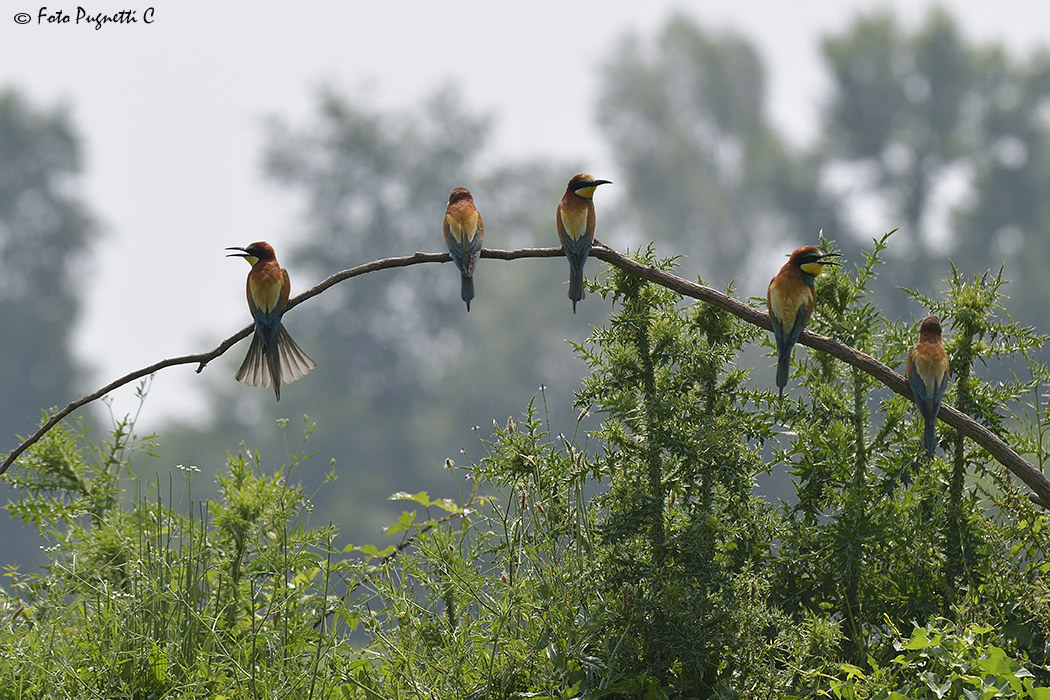Meeting Point of Eaters