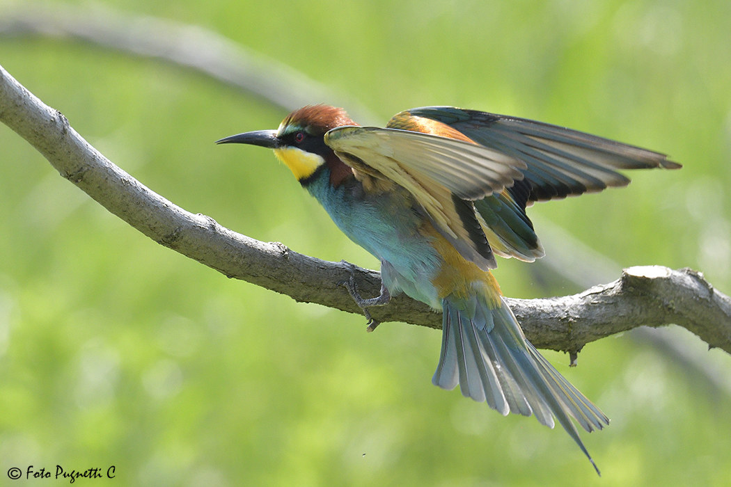 Bee-eater