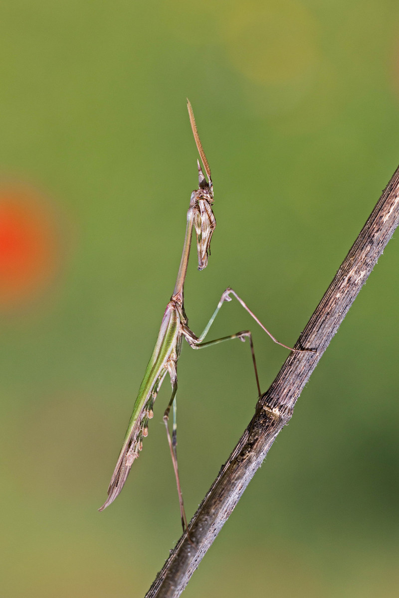 Empusa-Male picking