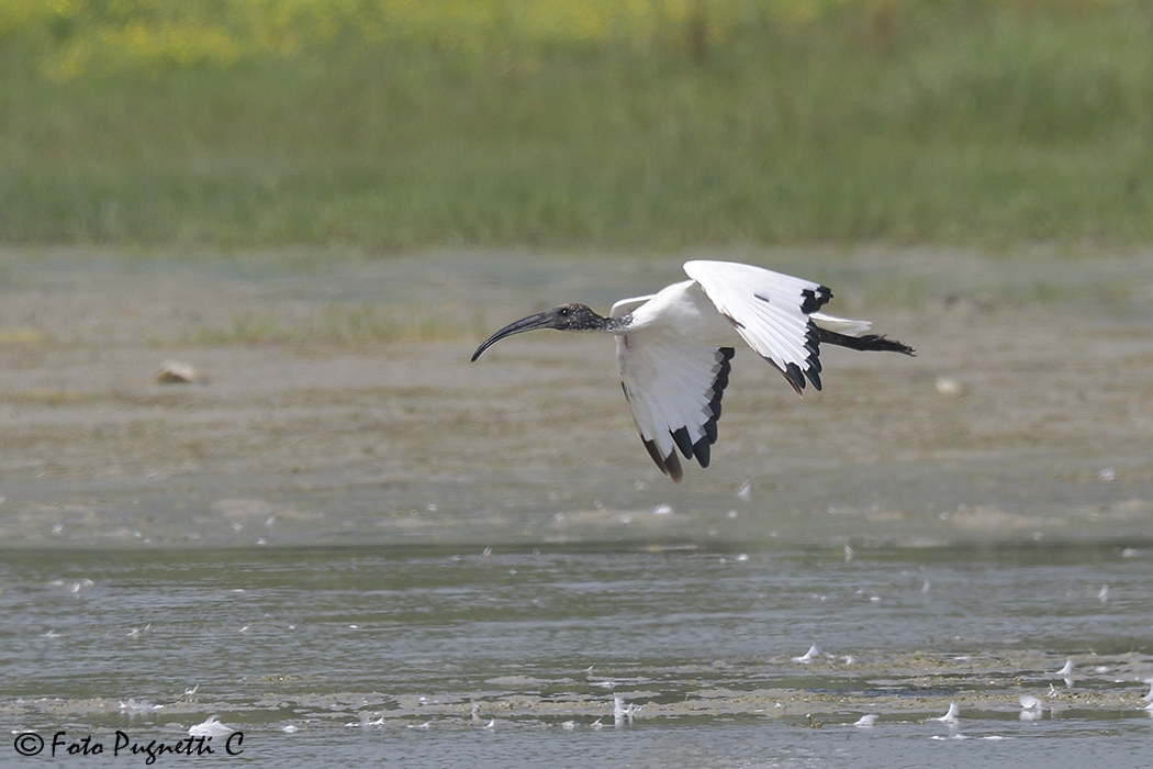 Black and white Ibis