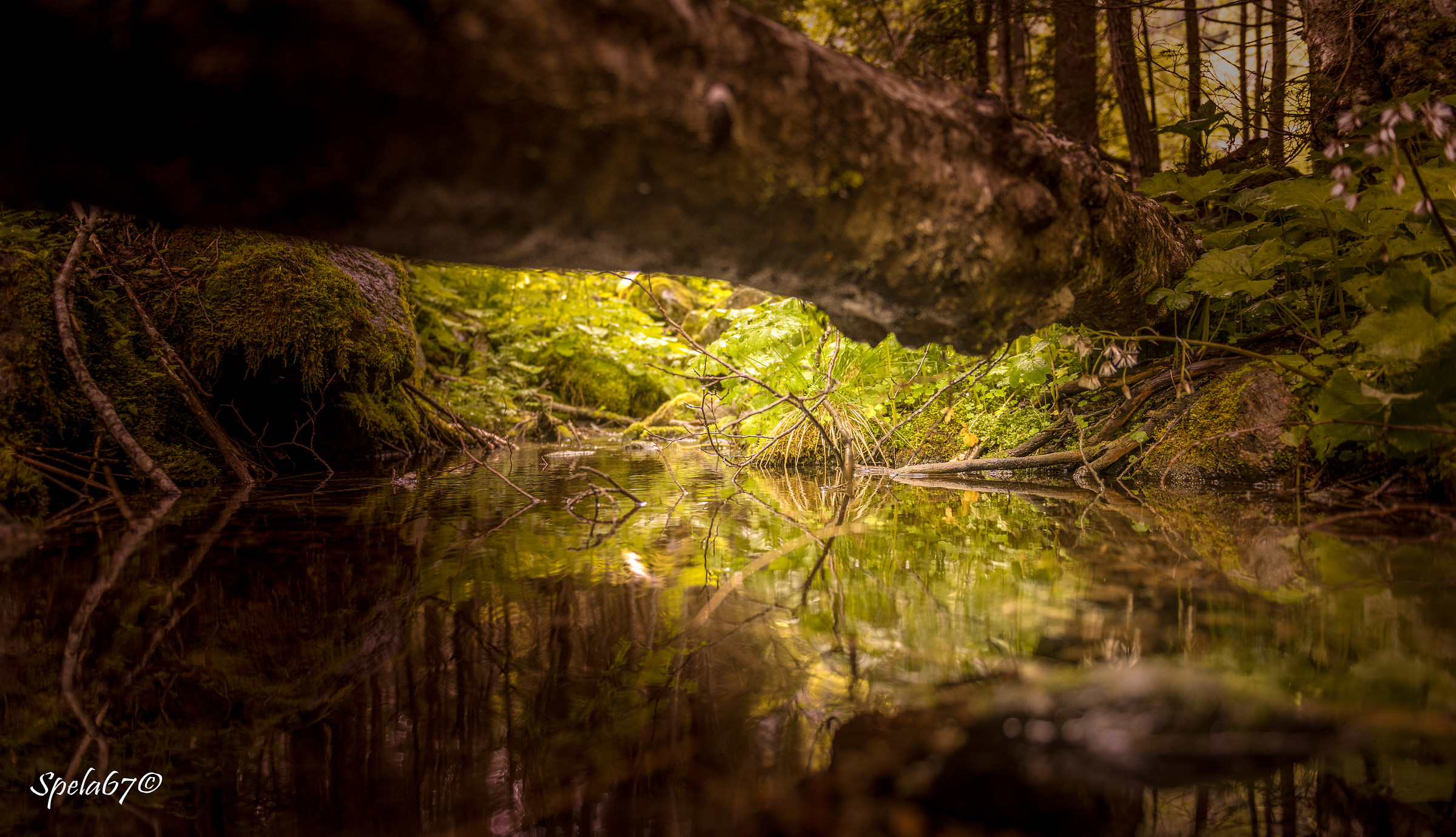 Reflections.. Under the woods