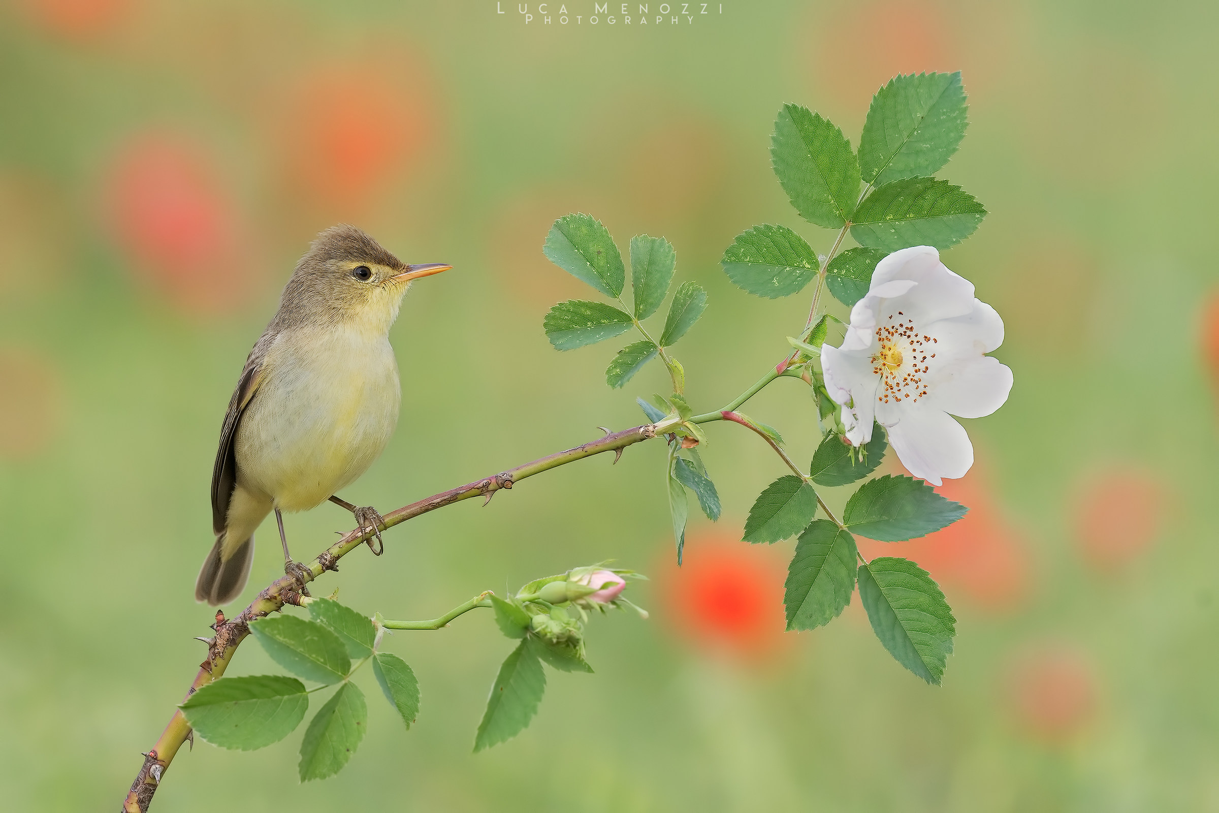 Canapino su Rosa Canina