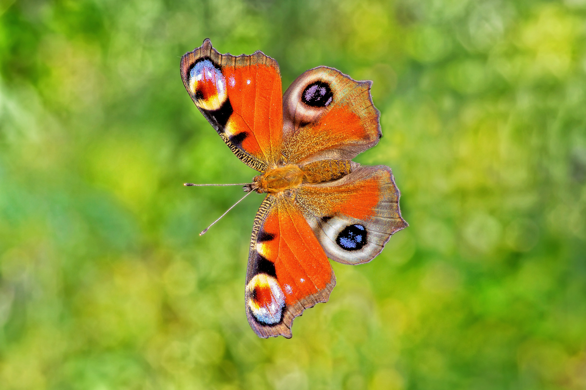 Inachis io (Linnaeus, 1758)