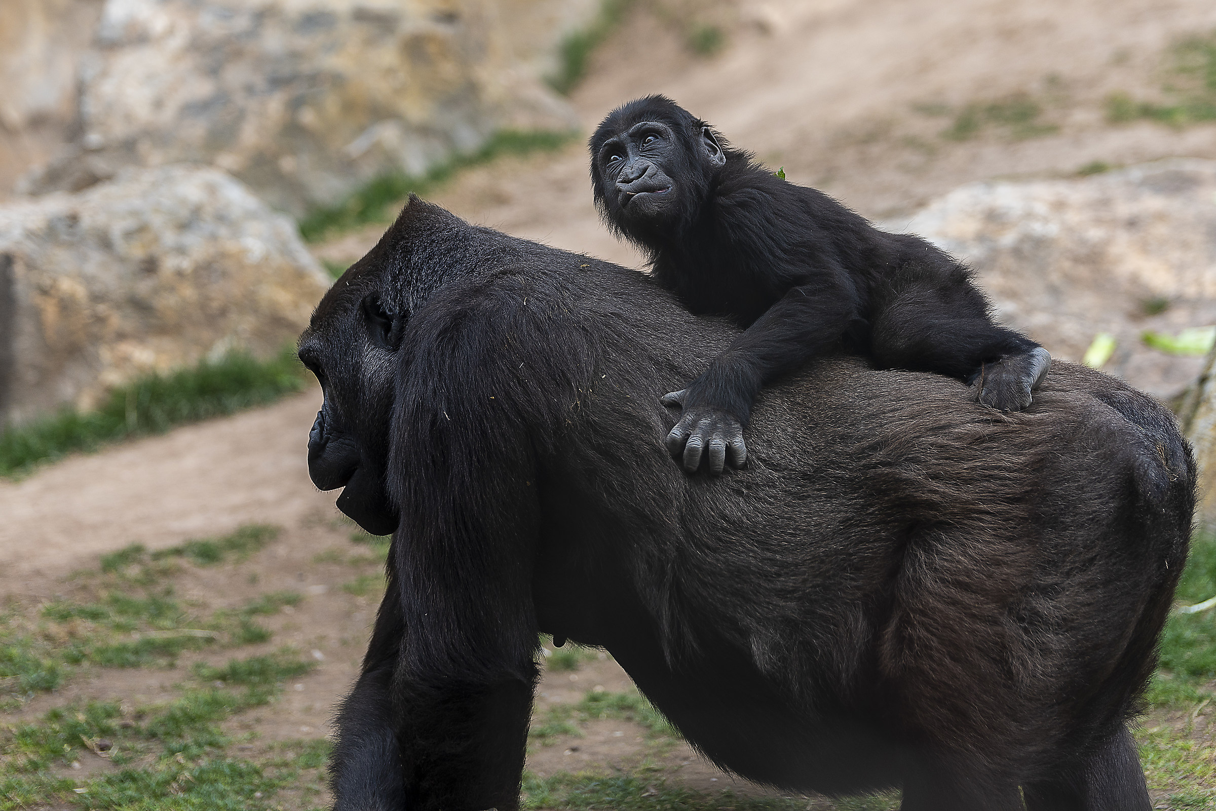 Baby Gorilla