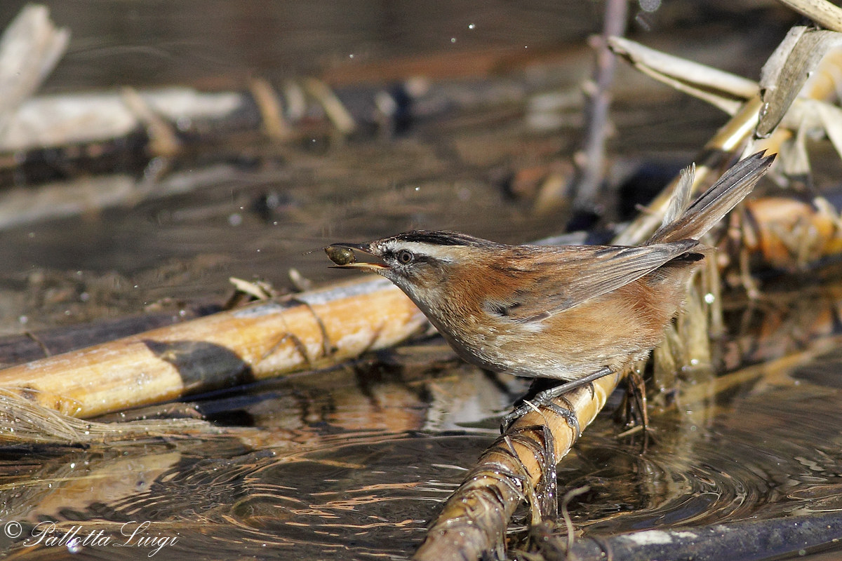 Forapaglie castagniolo (Acrocephalus melanopogon)