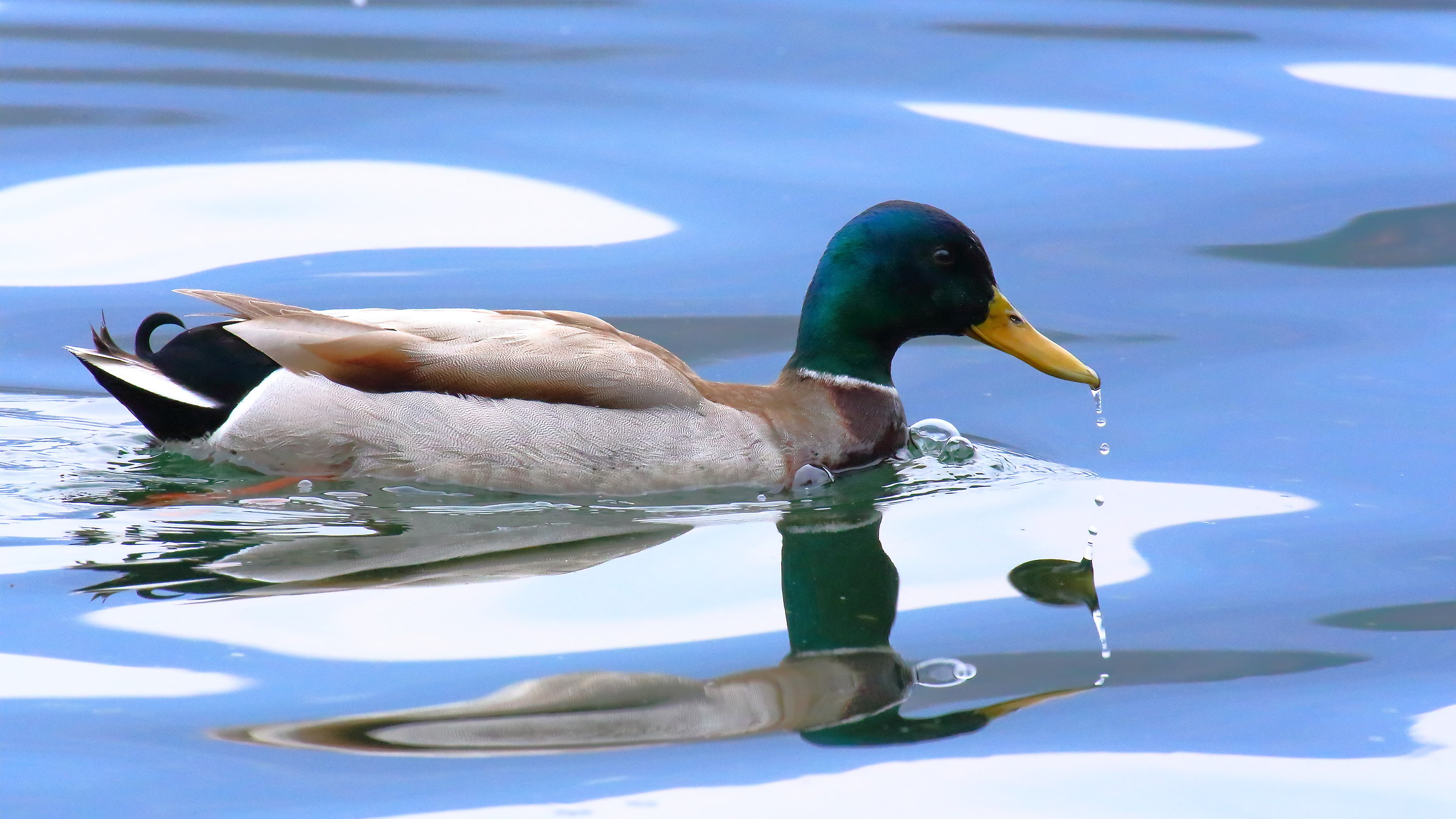 Swimming in the blue