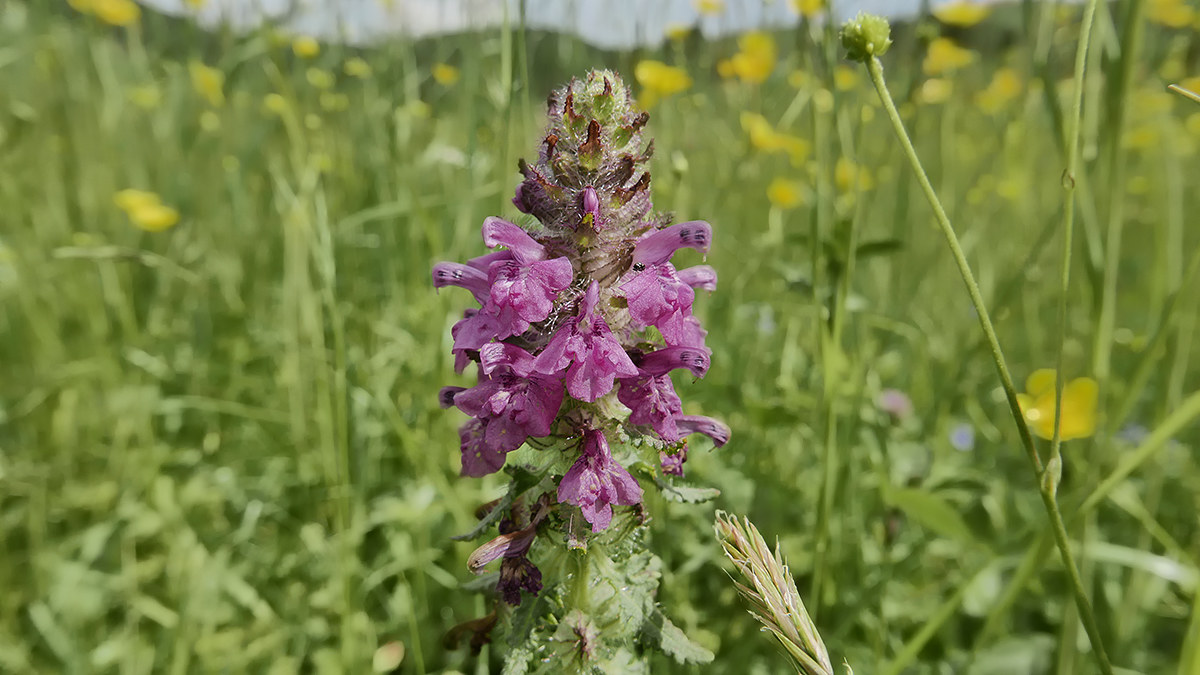 Bocca di leone (Antirrhinm majus)
