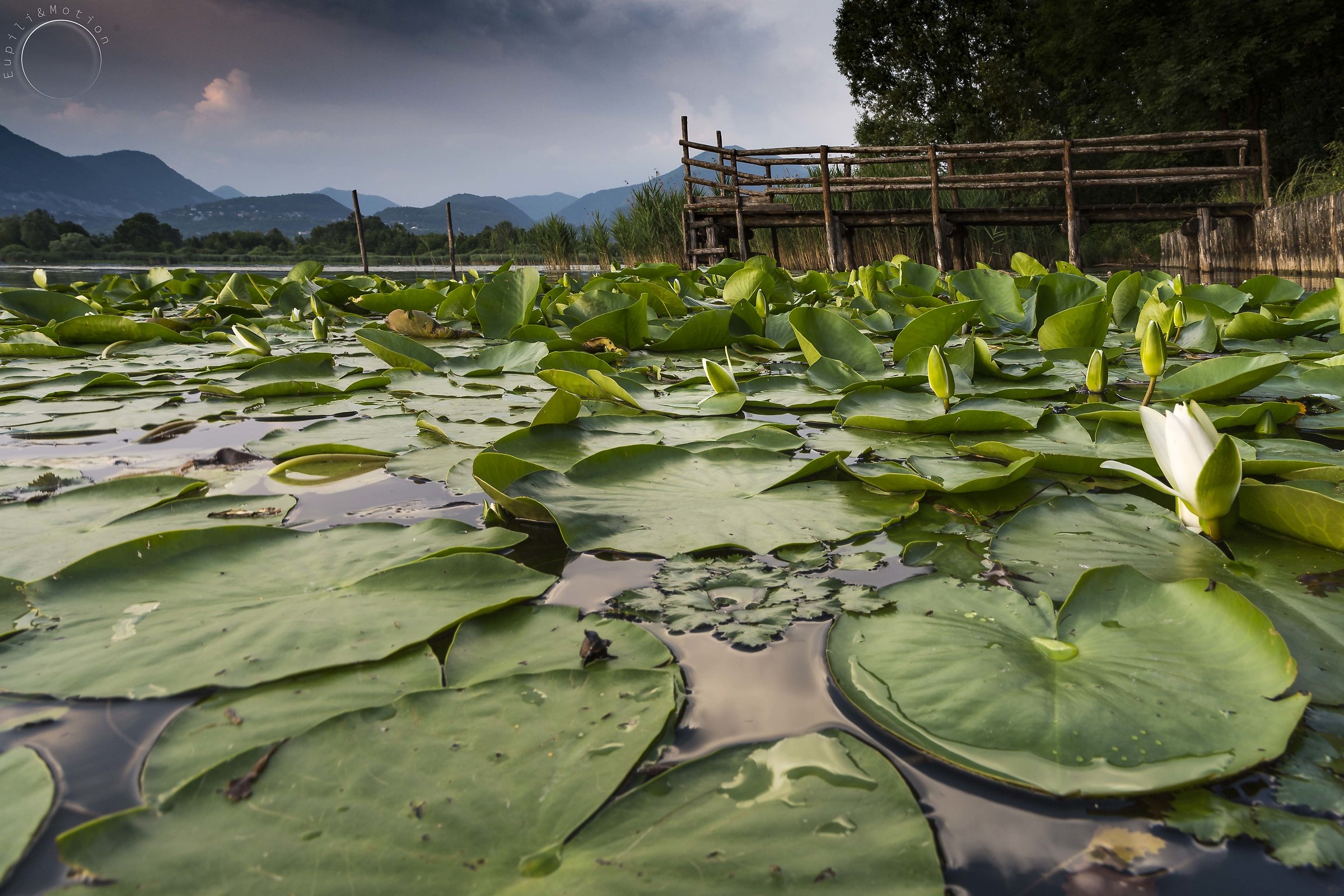 Water lilies at Lake di Serio
