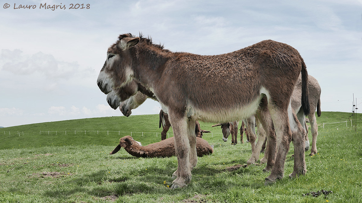 Zampe, code e orecchie
