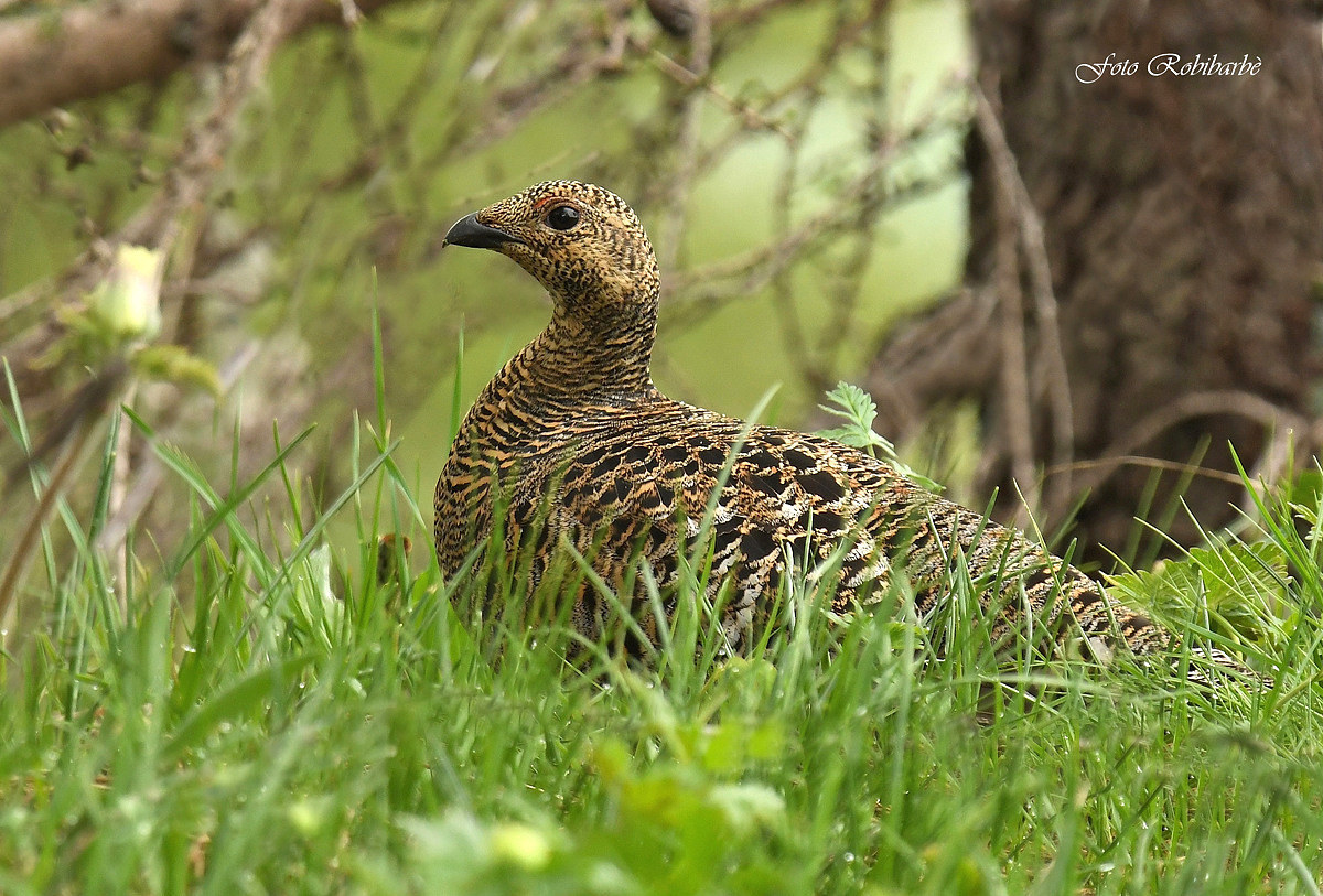 Black grouse... female...