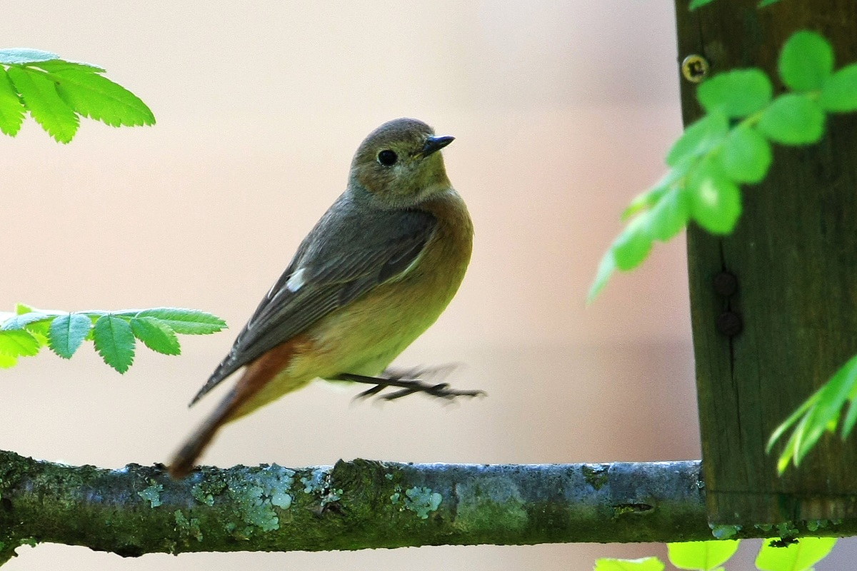 Give me a jump ... please make another ... do reverence ...