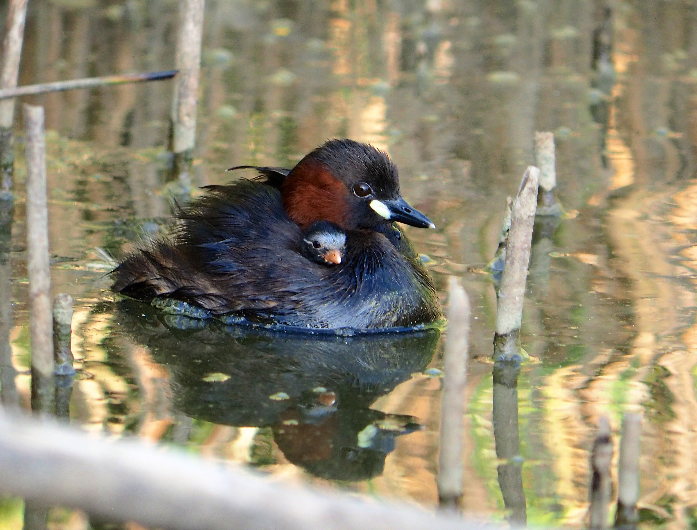 Plunge and Offspring